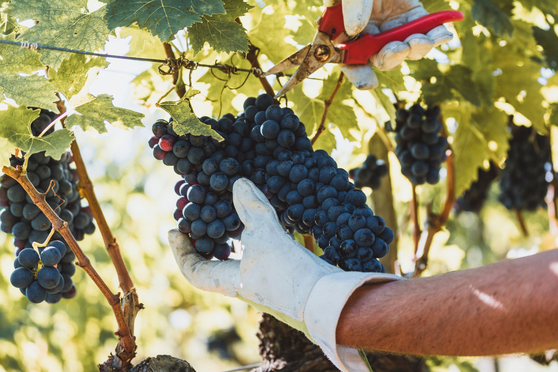 Un'esperienza autentica in vigna per la vendemmia, uno dei momenti di preparazione del Vino Nobile di Montepulciano