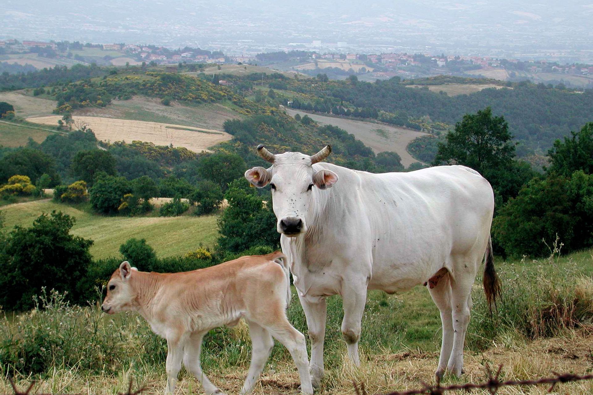 Chianina breed tour in Valdichiana Senese