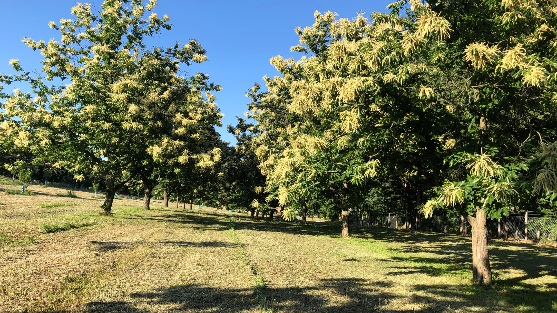 Sotto i castagni in fiore: un’esperienza di gusto e natura a Sorano