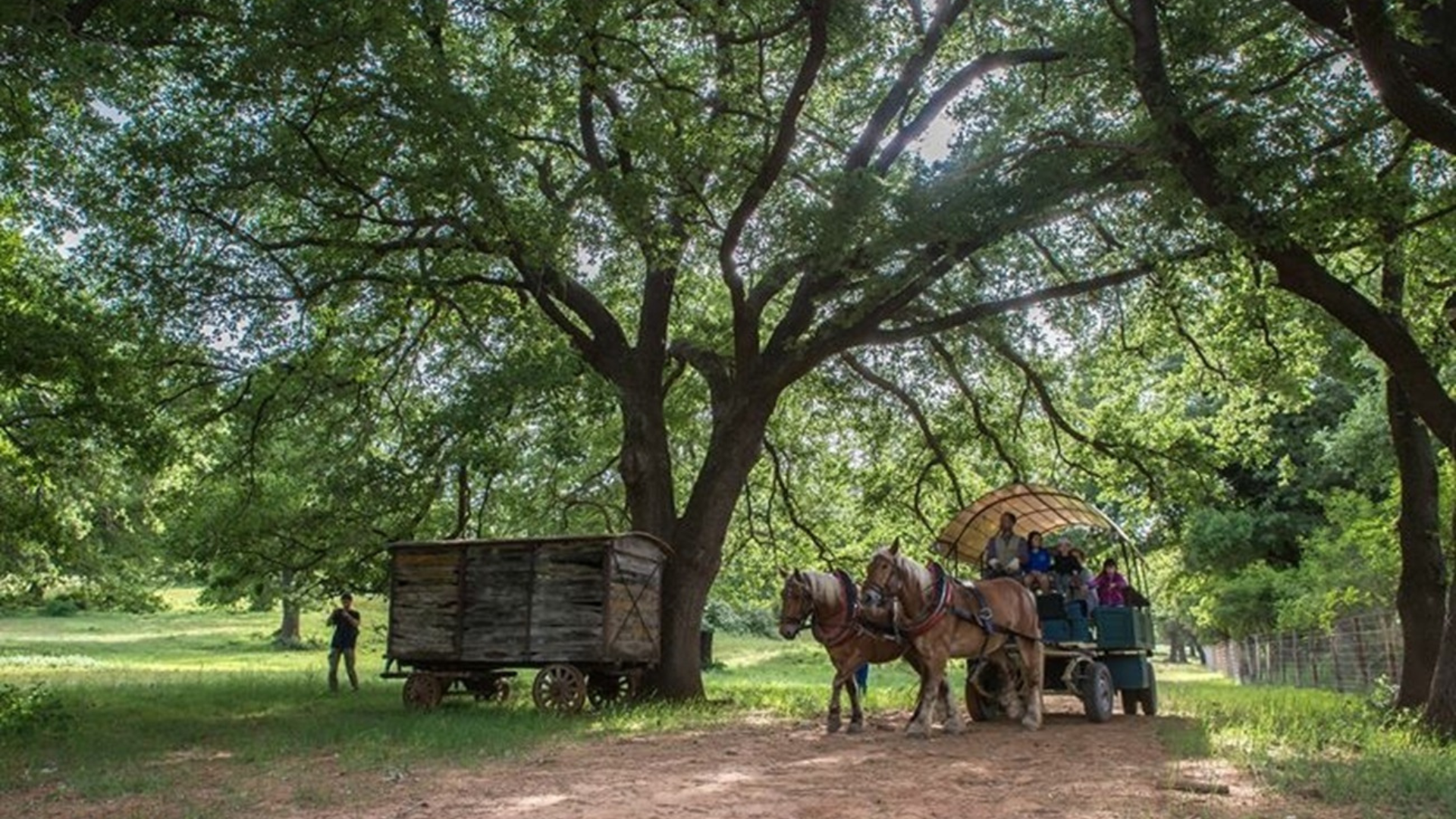 Carrozza trainata da cavalli nel parco naturale dell'uccellina