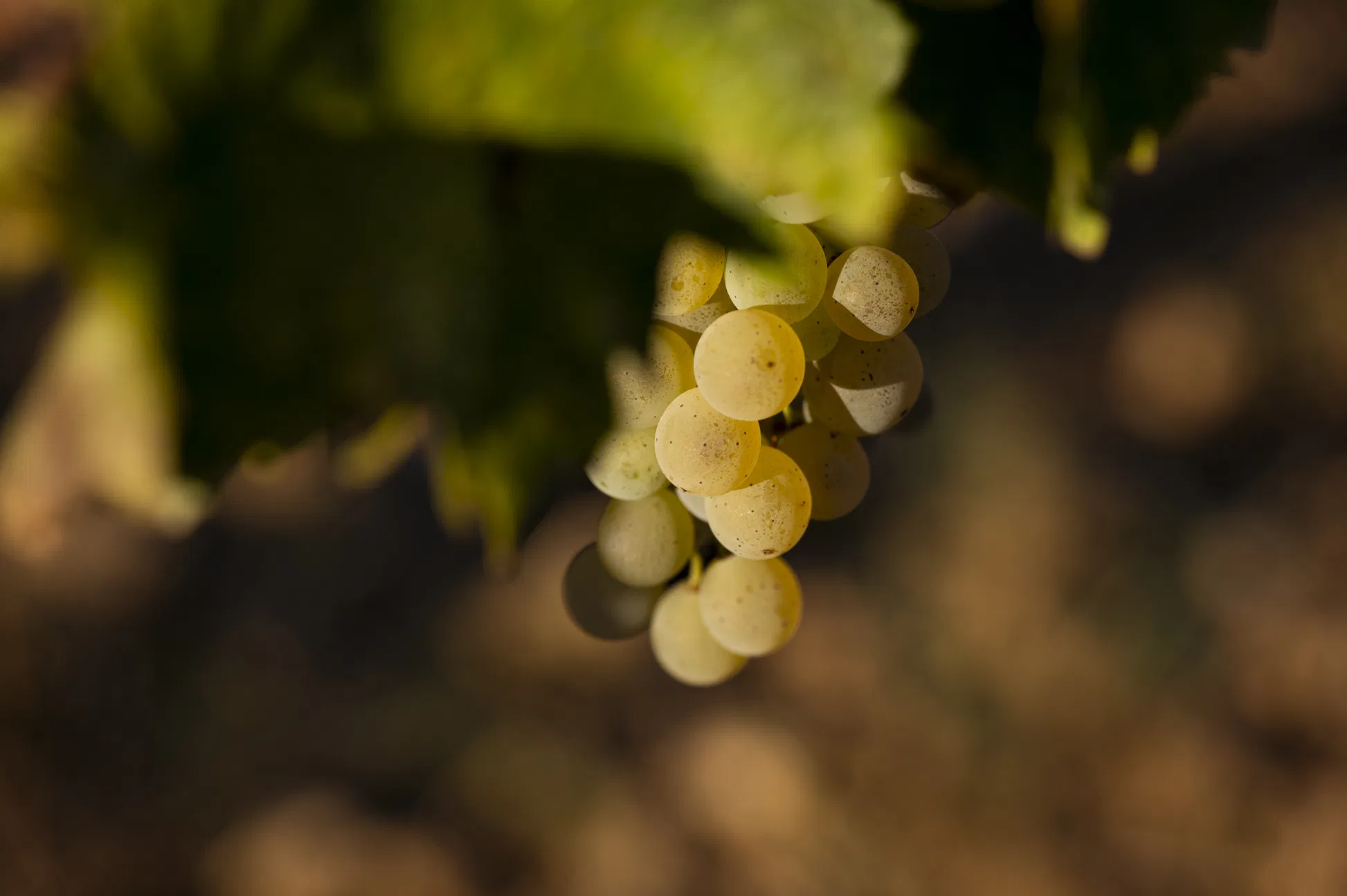 Degustazione di vini e cucina d’autore