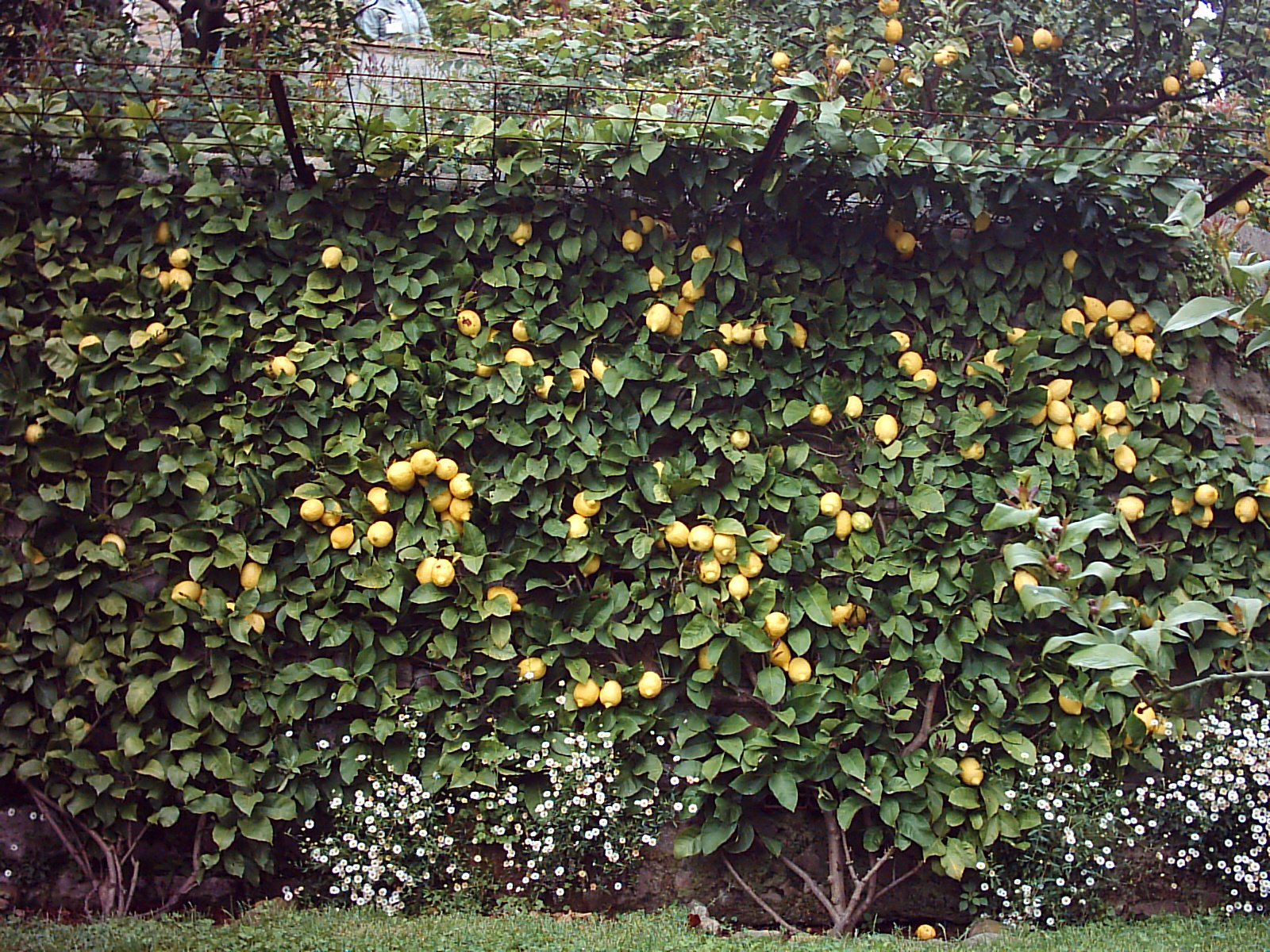 Giardini segreti