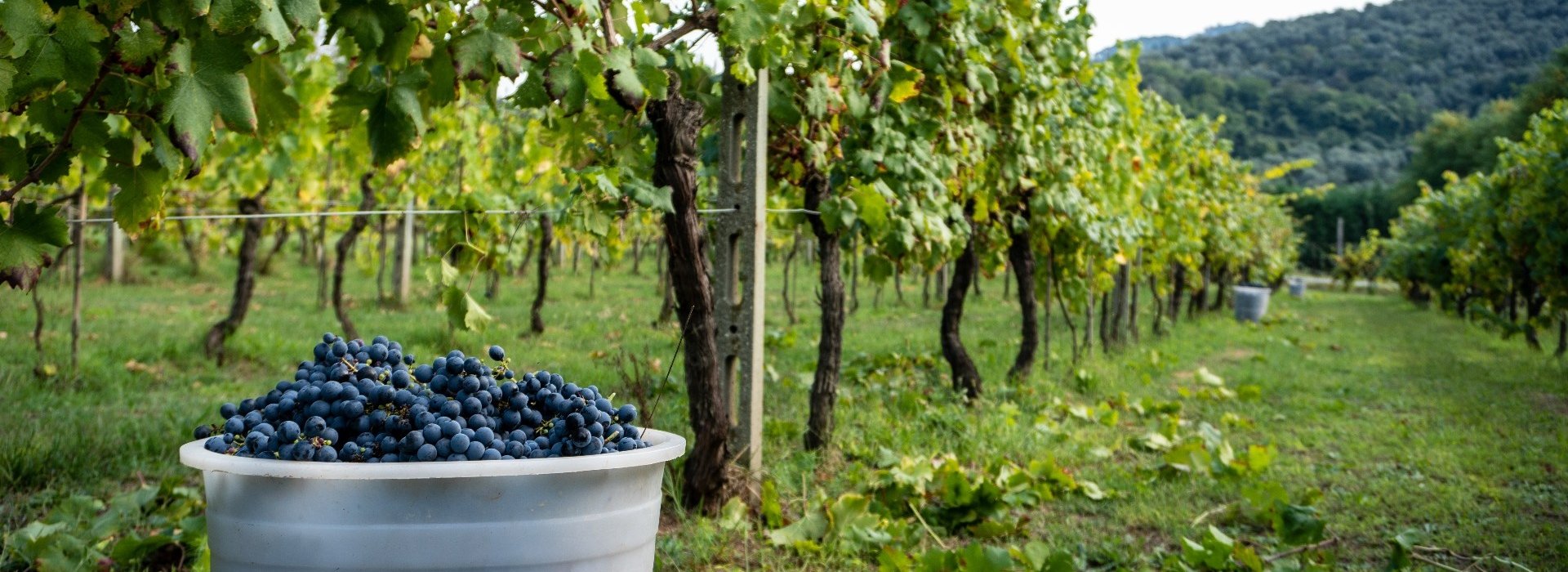 Un percorso guidato tra i filari per scoprire tanti curiosi segreti della viticoltura in azienda agricola sulla collina appena fuori Lucca