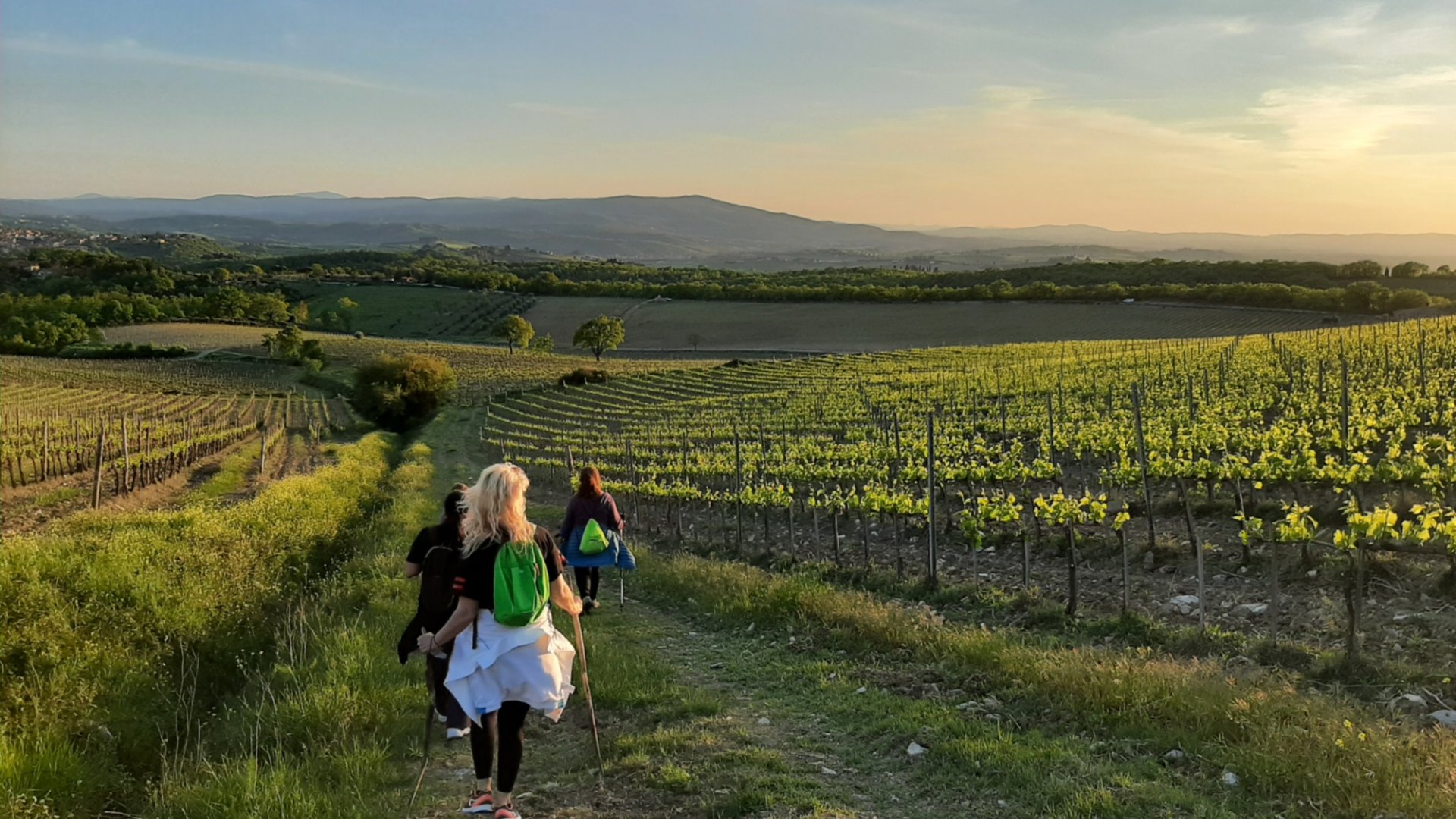 Trekking along the Chianti's vineyards