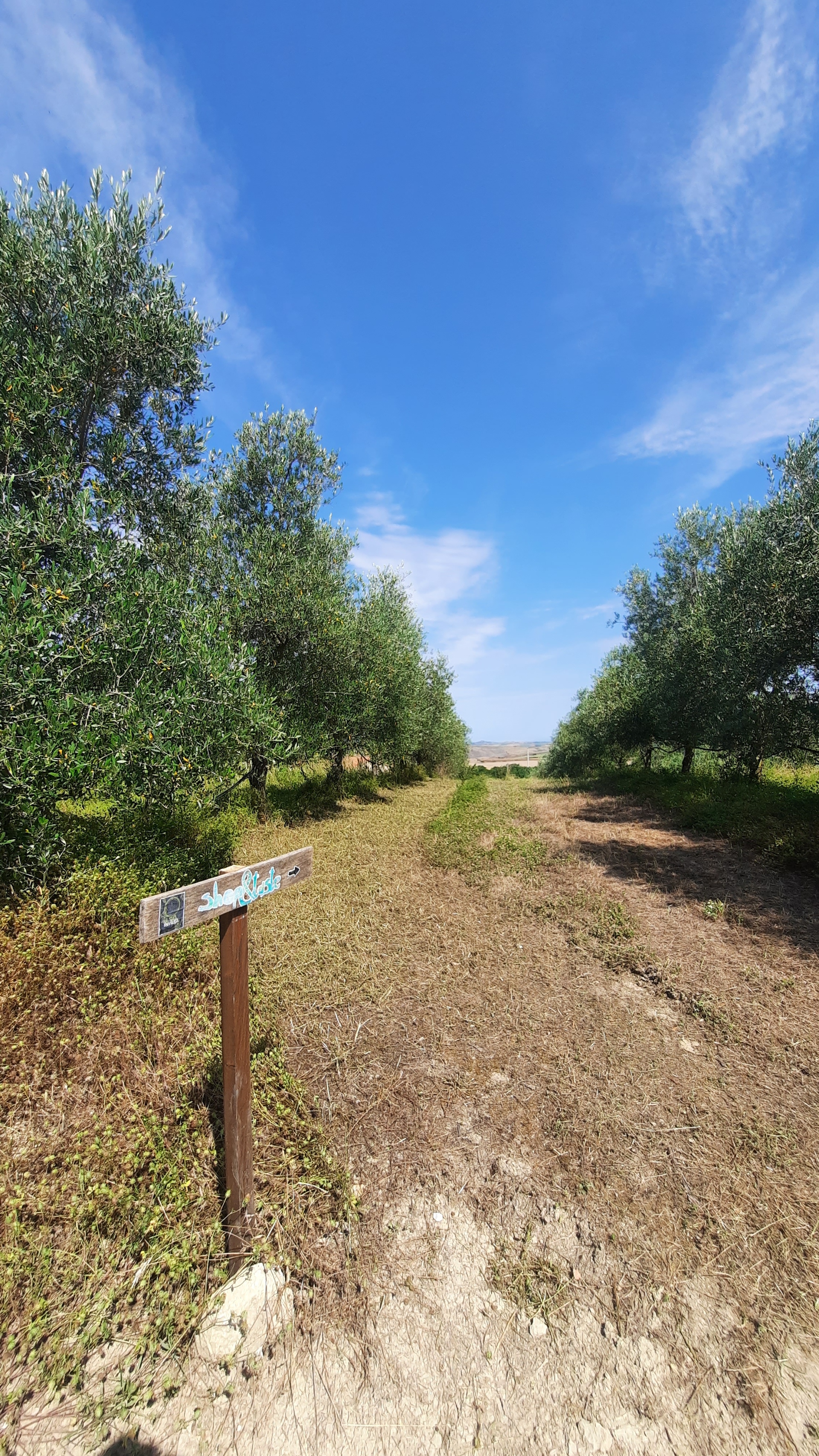 Passeggiata ludico emozionale fra gli ulivi della Val d'Orcia