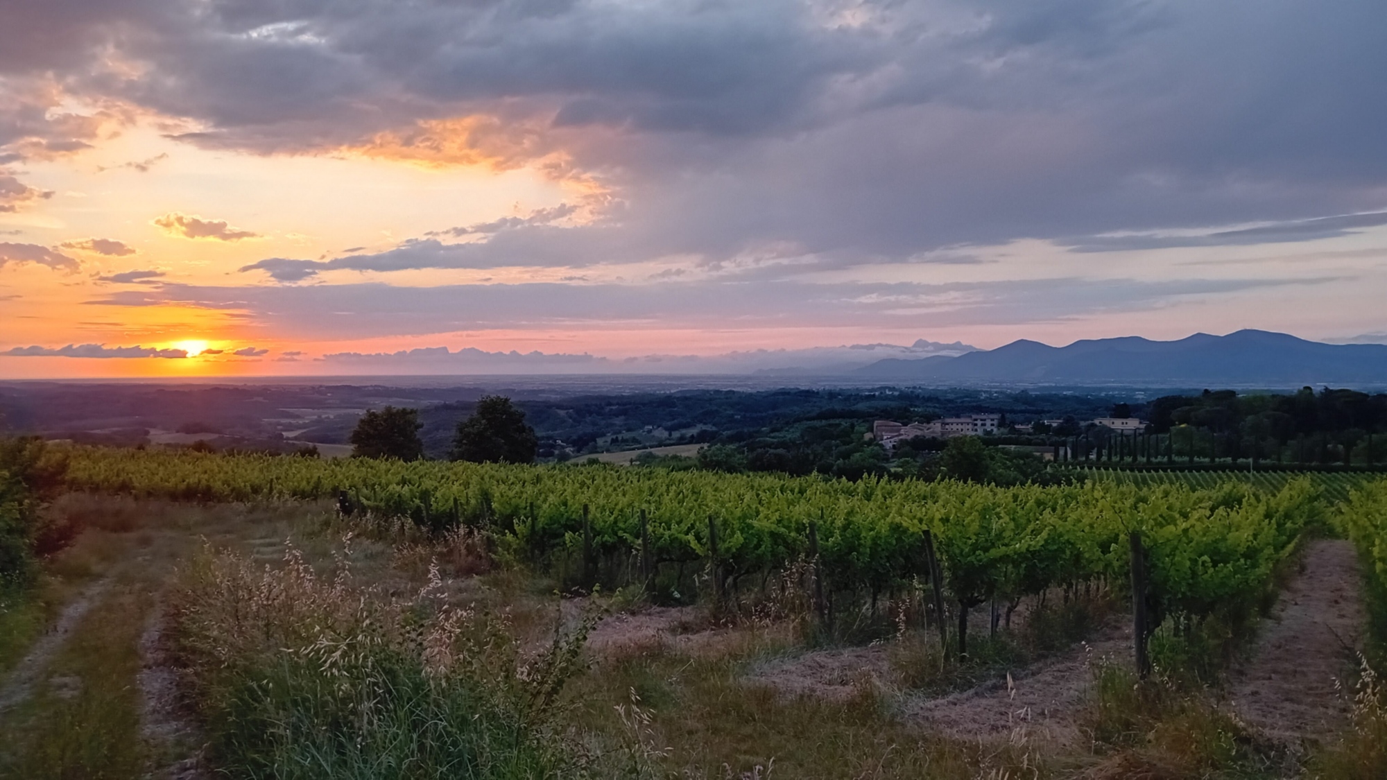 Tramonto nelle vigne