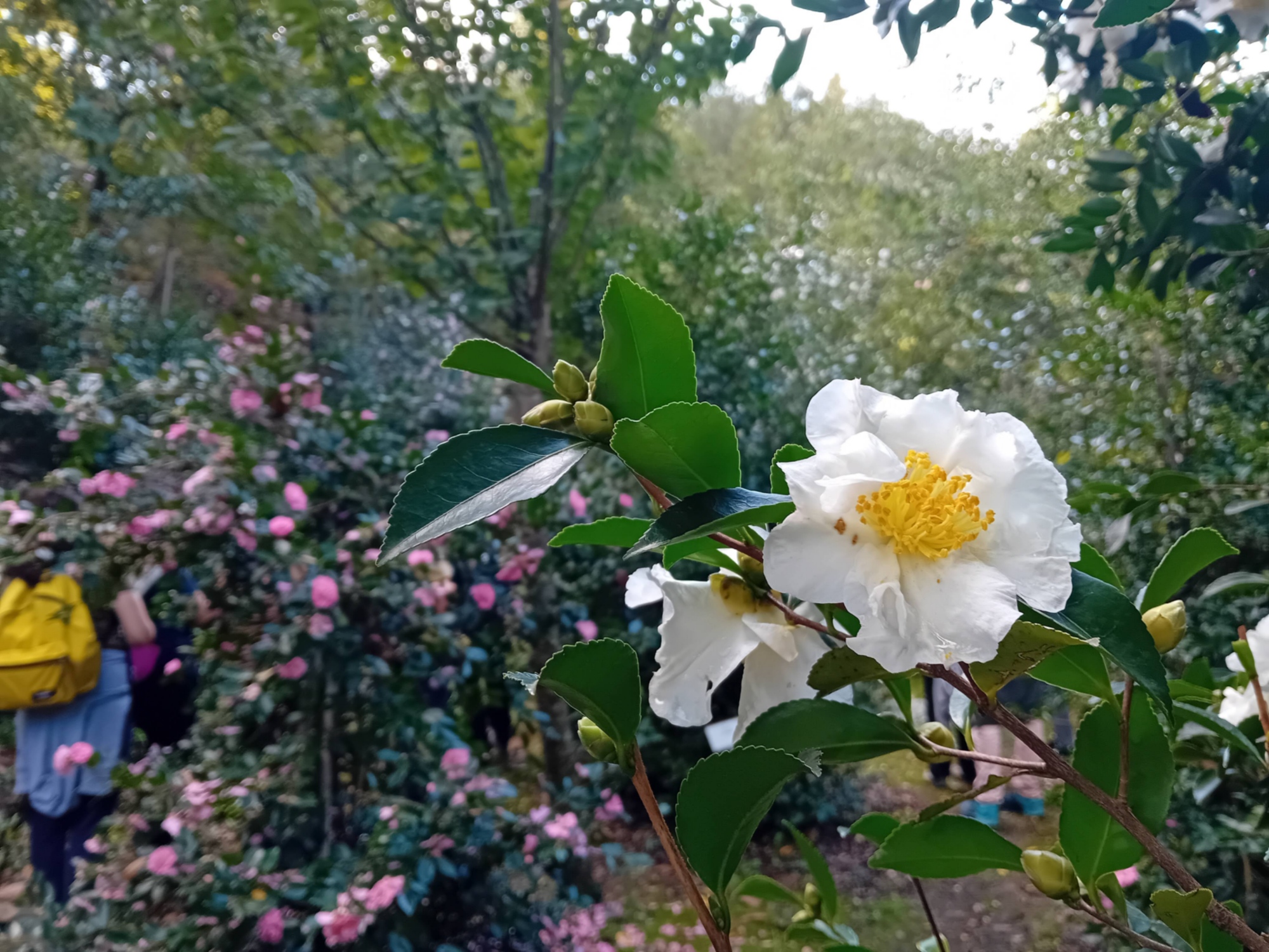 Primo piano di camelie in fiore