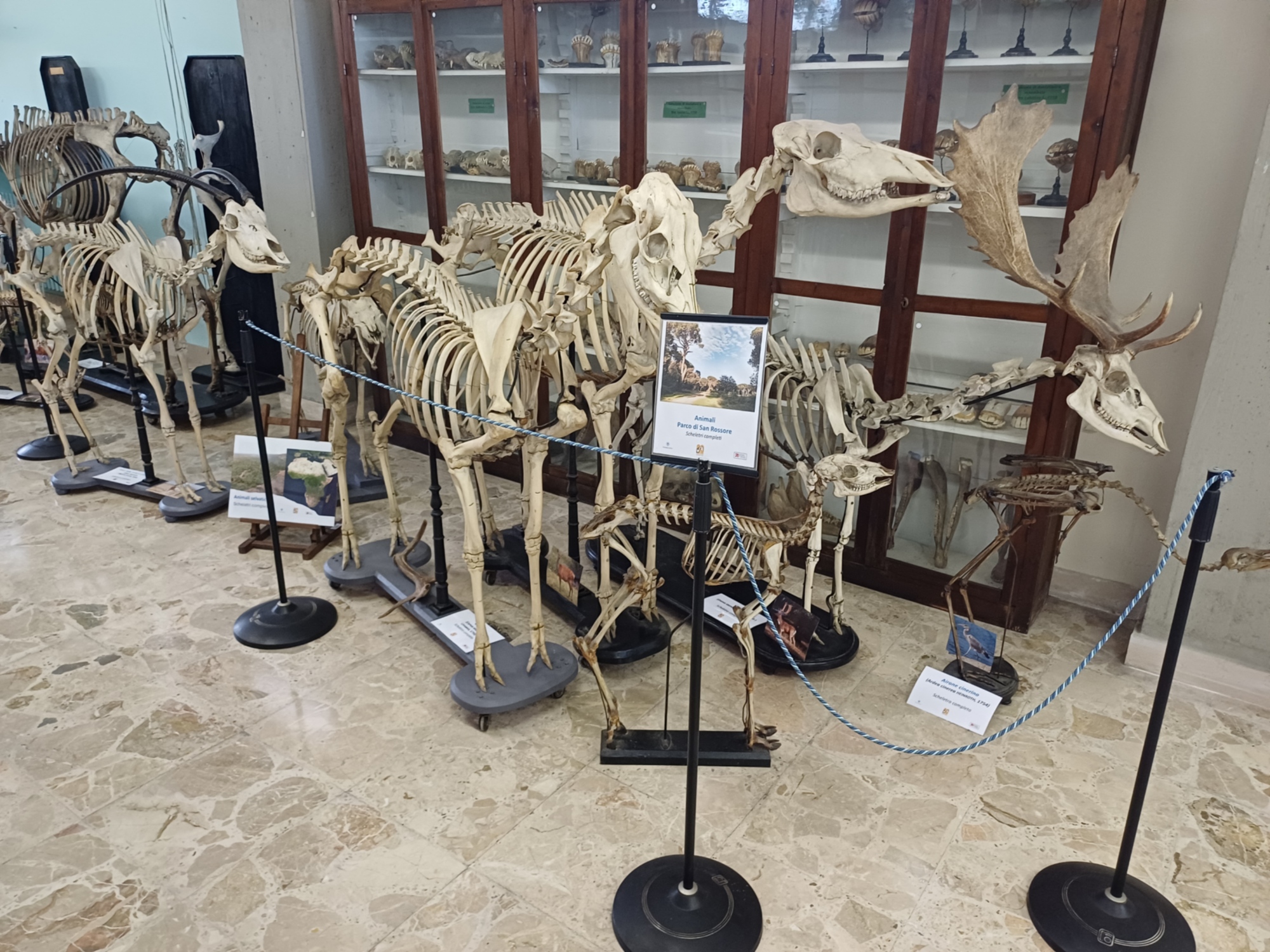Immagine di una sala del Museo Anatomico Veterinario di Pisa con dei resti di animali