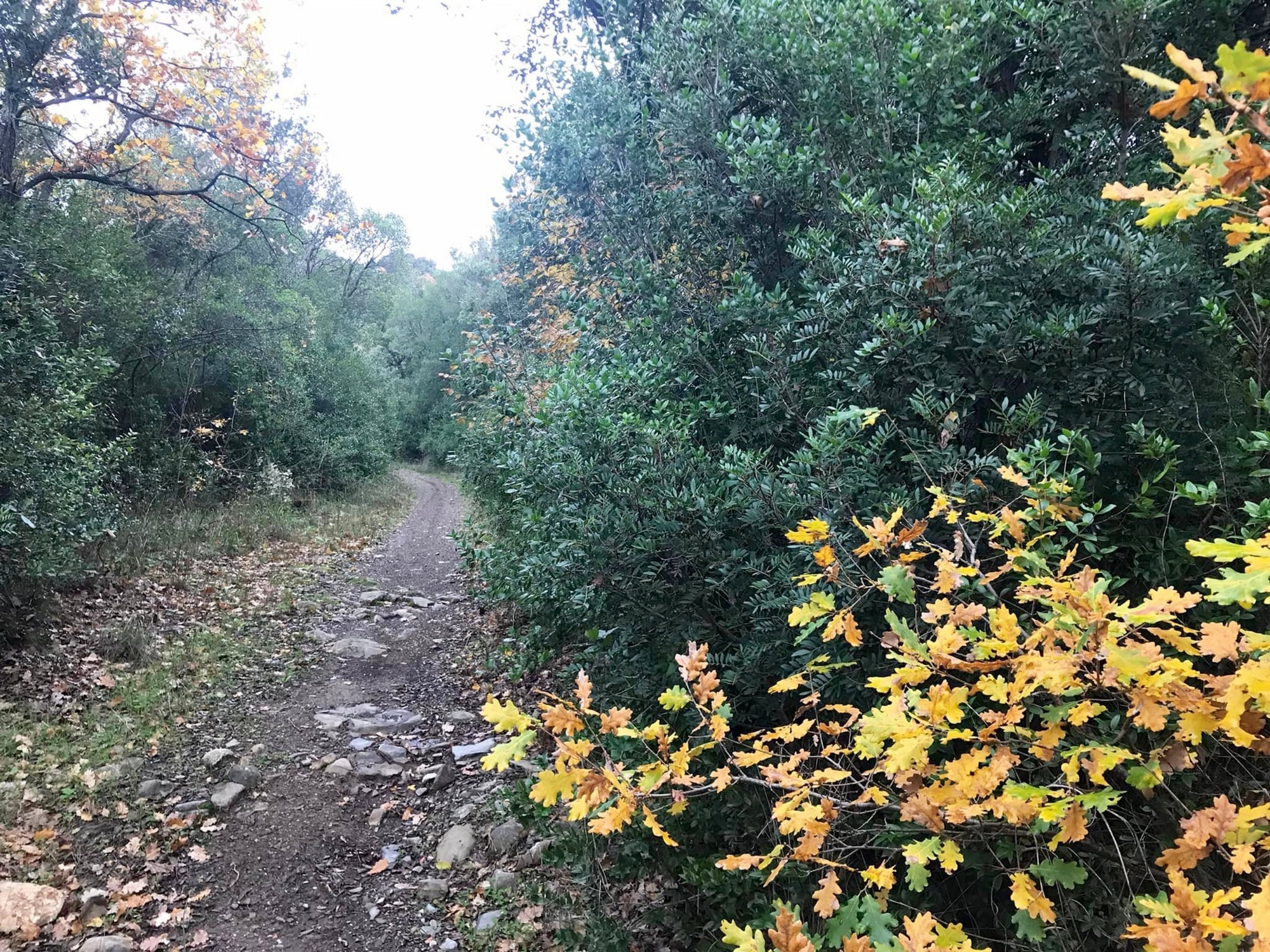 Castagneto Carducci e l'Antica Via Campigliese