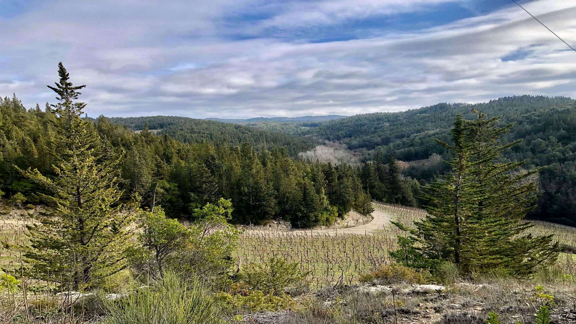 igneto immerso tra boschi di conifere nelle colline del Chianti, con filari ordinati di viti nella valle e cielo nuvoloso