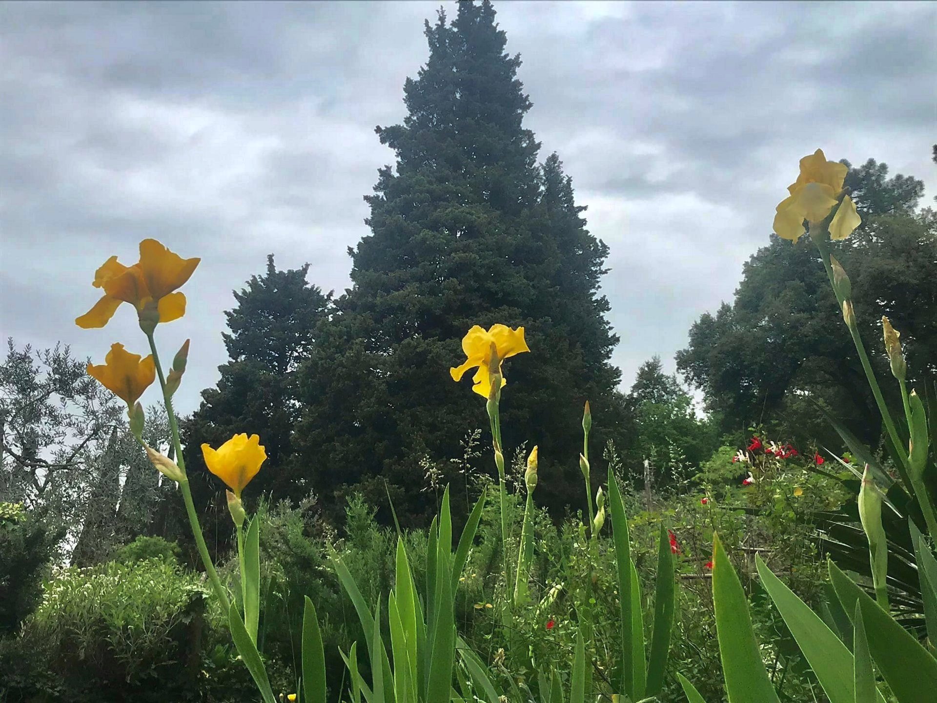 Pratomagno flowers