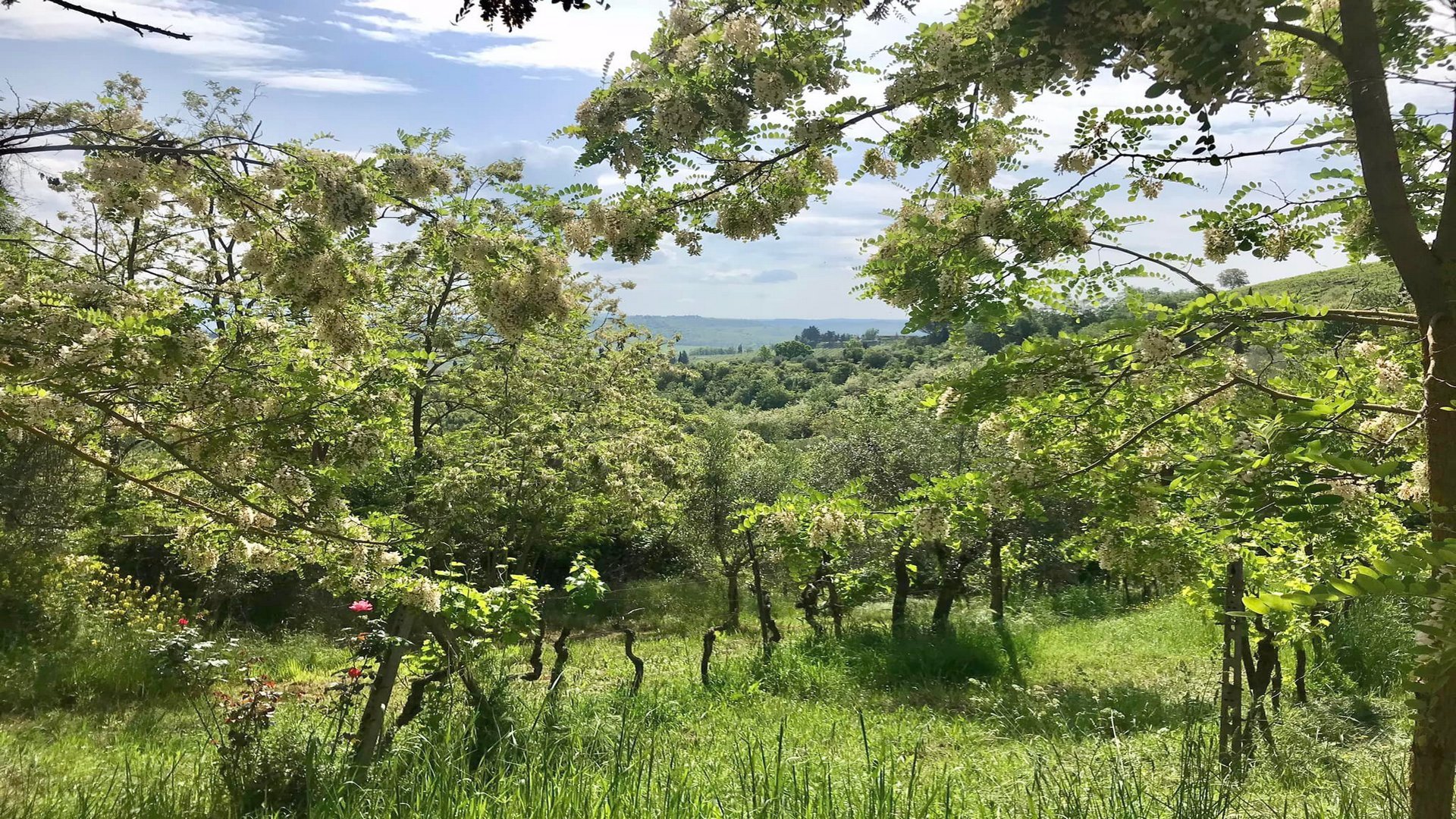 Passeggiata tra Montecarlo e la Quercia delle Streghe