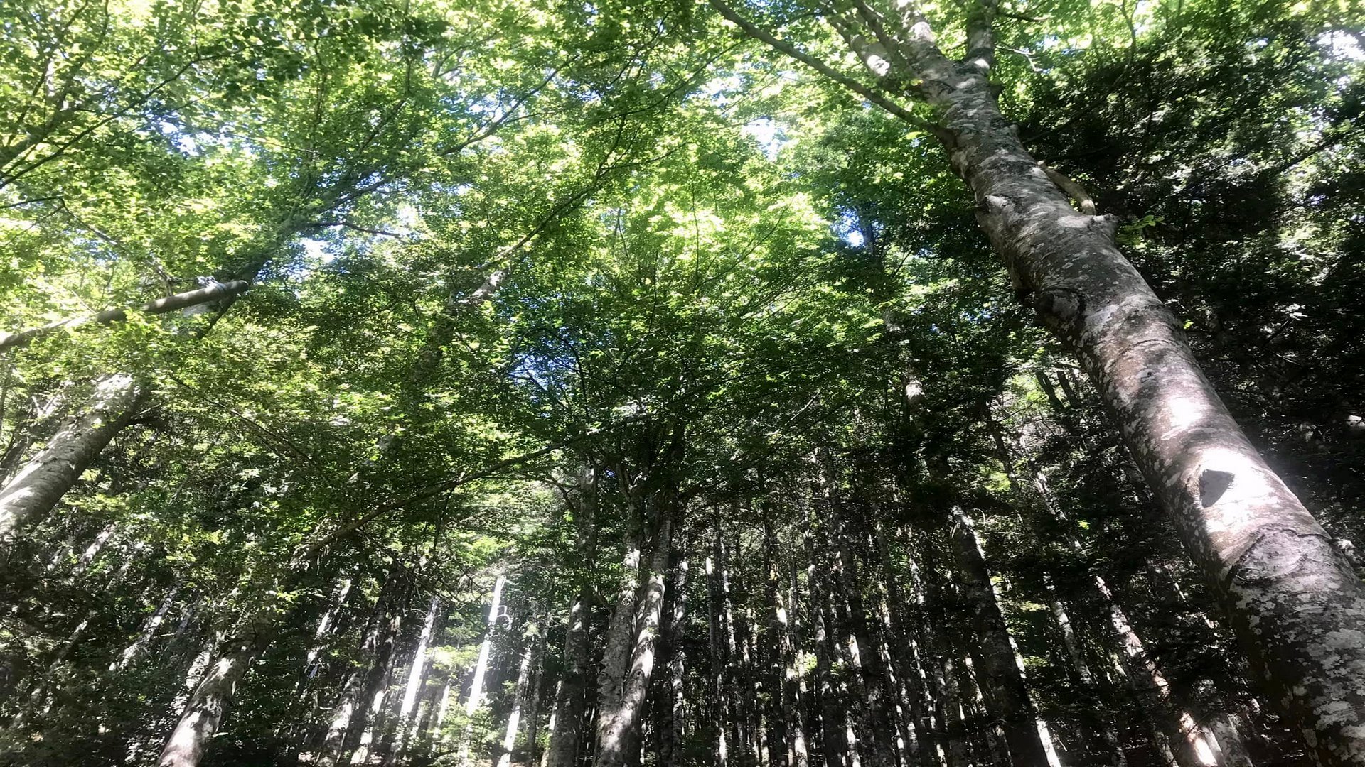 Faggeta dell'Appennino Pratese