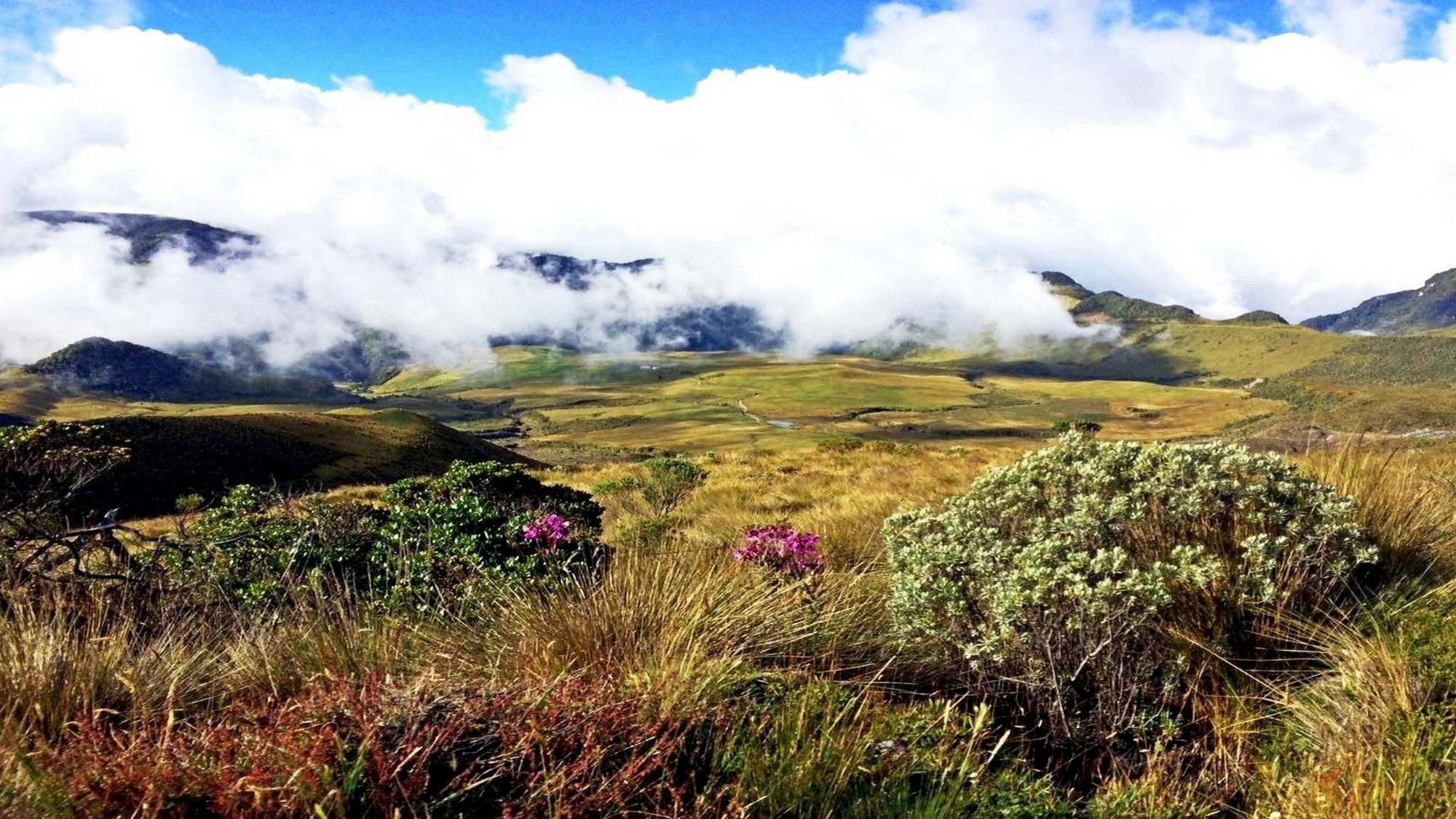 Vasto paesaggio di altopiano con vegetazione di macchia, fiori viola selvatici in primo piano, dolci colline dorate e nuvole basse che avvolgono le vette sullo sfondo, evocativo dei paesaggi appenninici dell'escursione