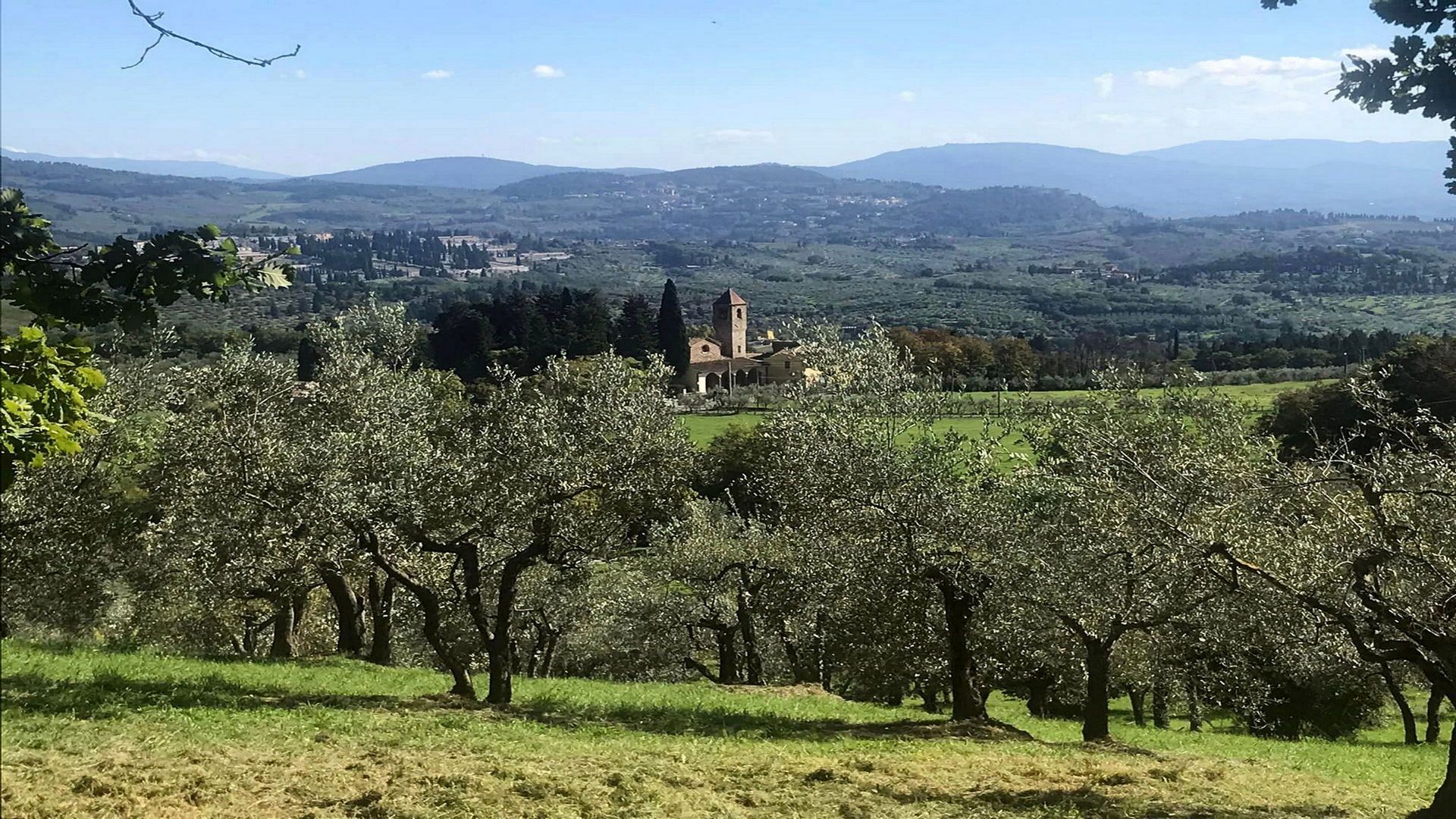 Paesaggio collinare toscano con un uliveto in primo piano sotto un cielo azzurro limpido