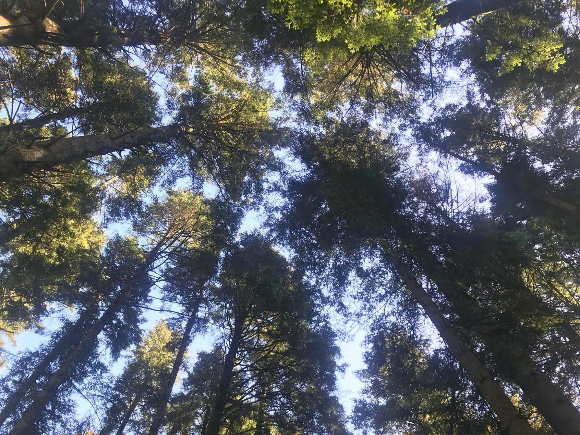 La foresta di Vallombrosa vista dal basso – alberi ad alto fusto