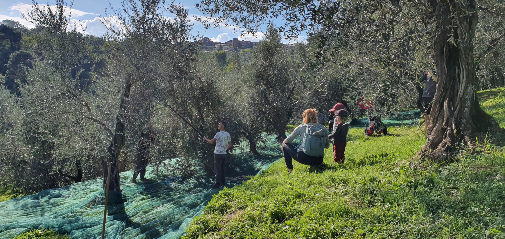 Olive oil, wine and tradition in Montecarlo