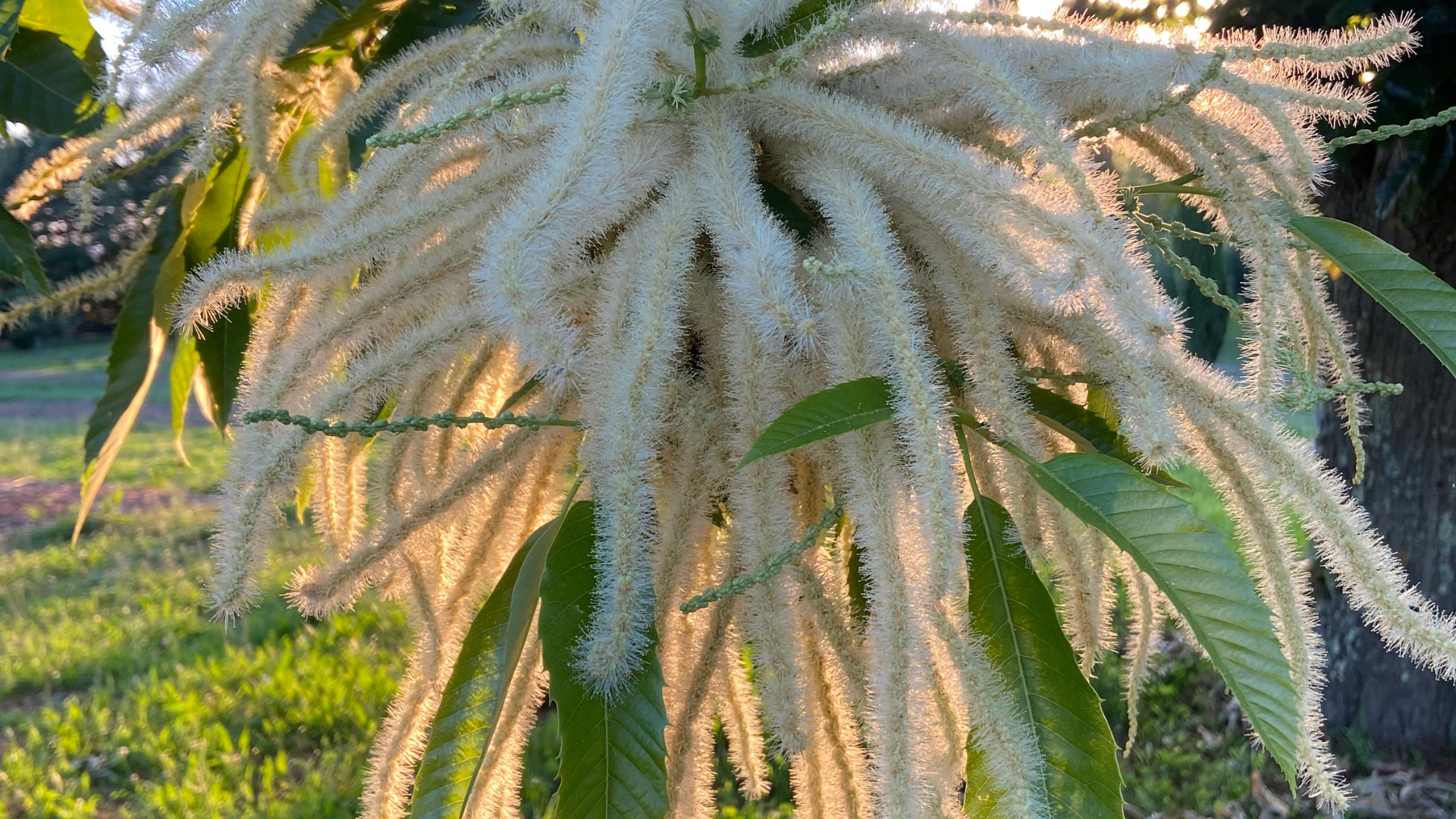 Sotto i castagni in fiore: un’esperienza di gusto e natura a Sorano
