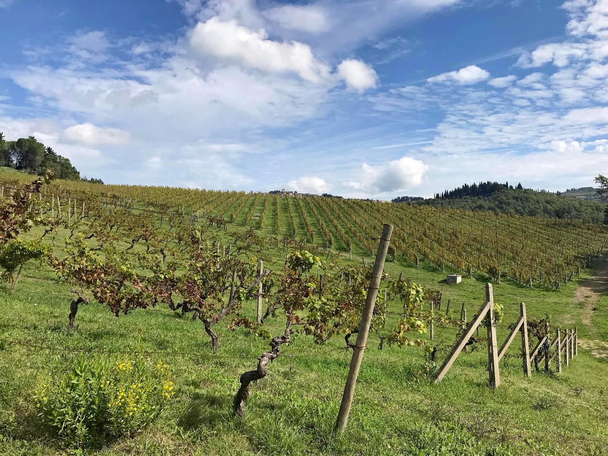 Panzano la Conca d'Oro del Chianti
