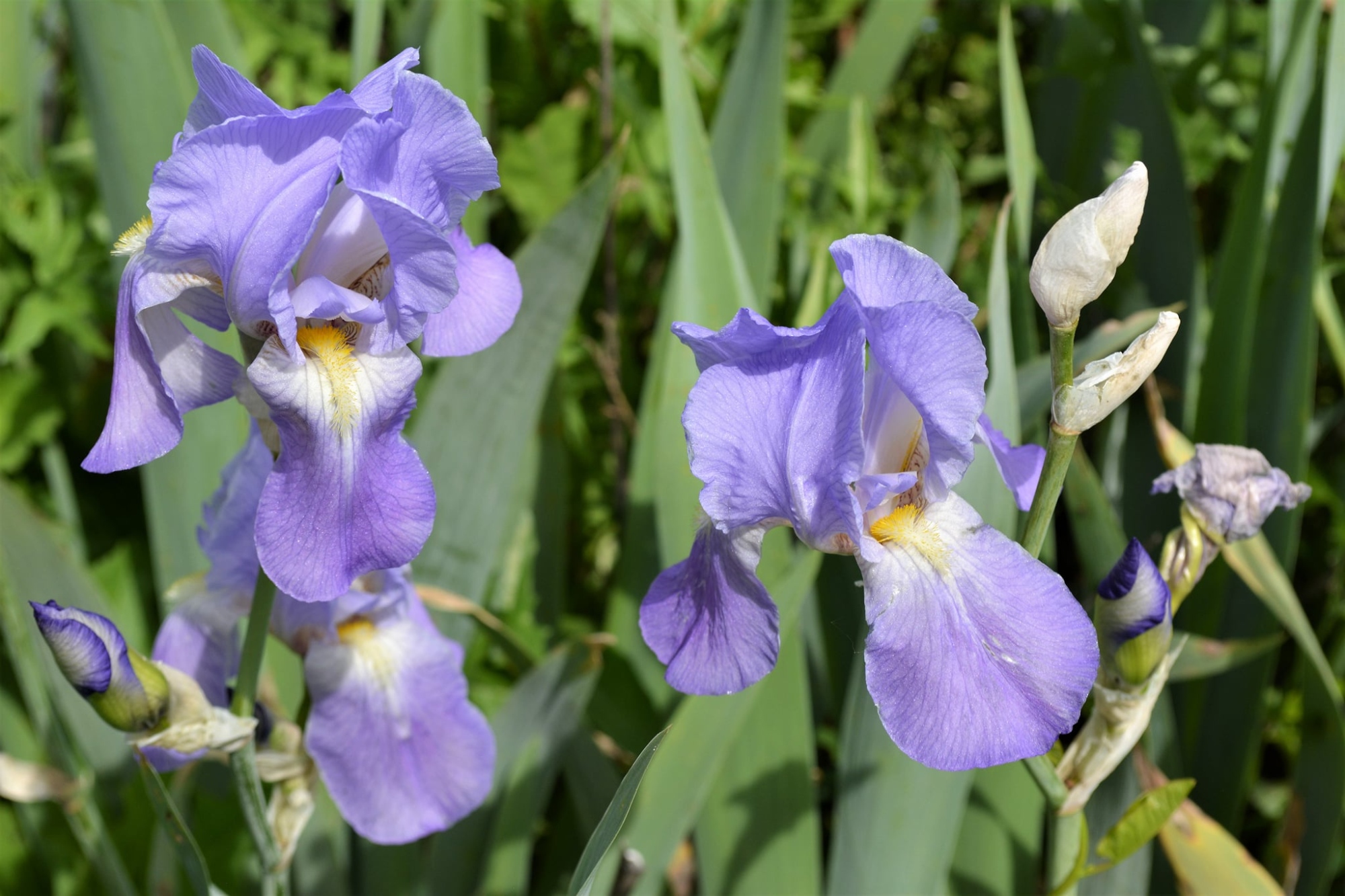 Camminata nelle belle colline di Greve in Chianti alla scoperta degli iris