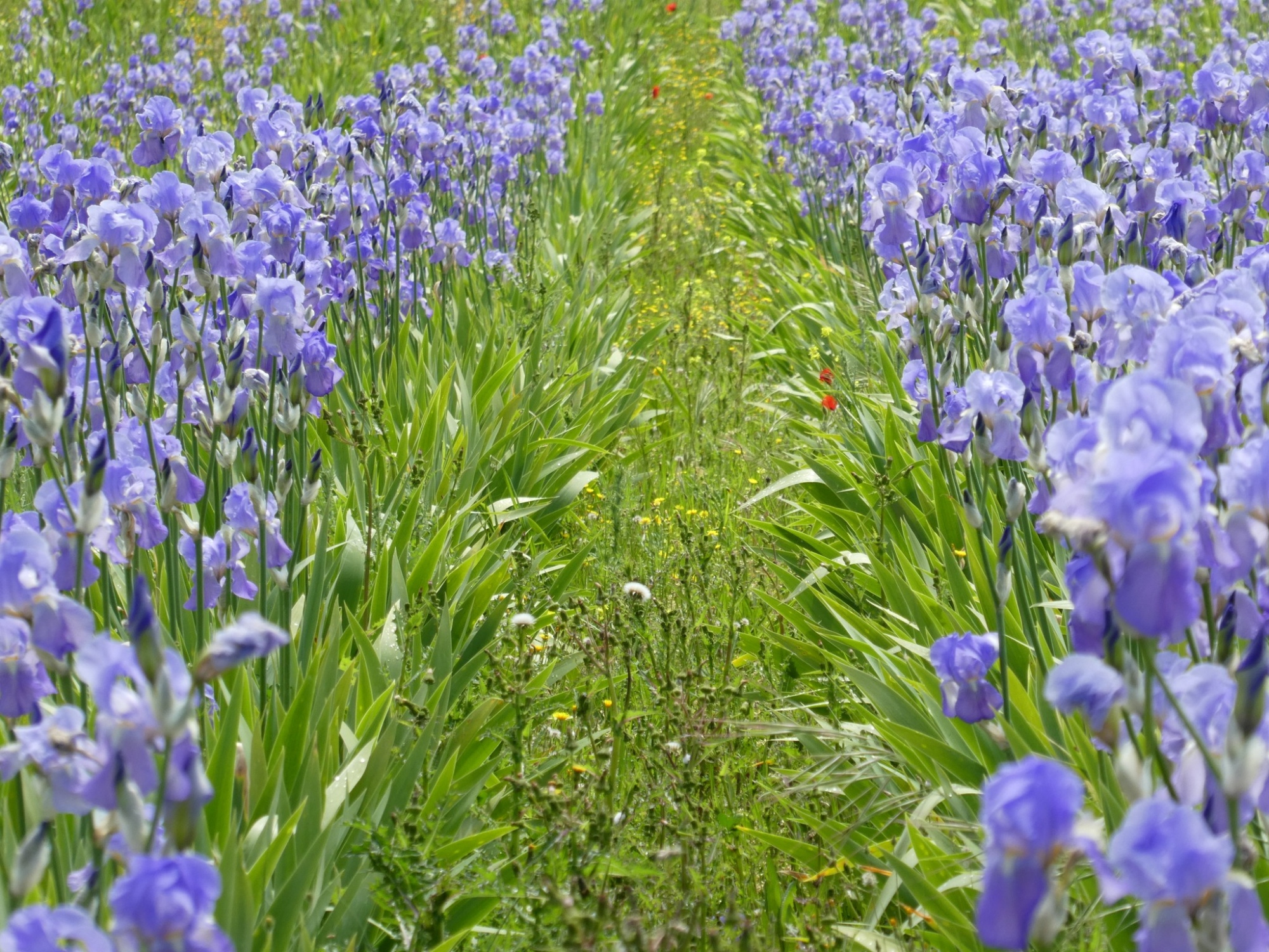 Camminata nelle belle colline di Greve in Chianti alla scoperta degli iris