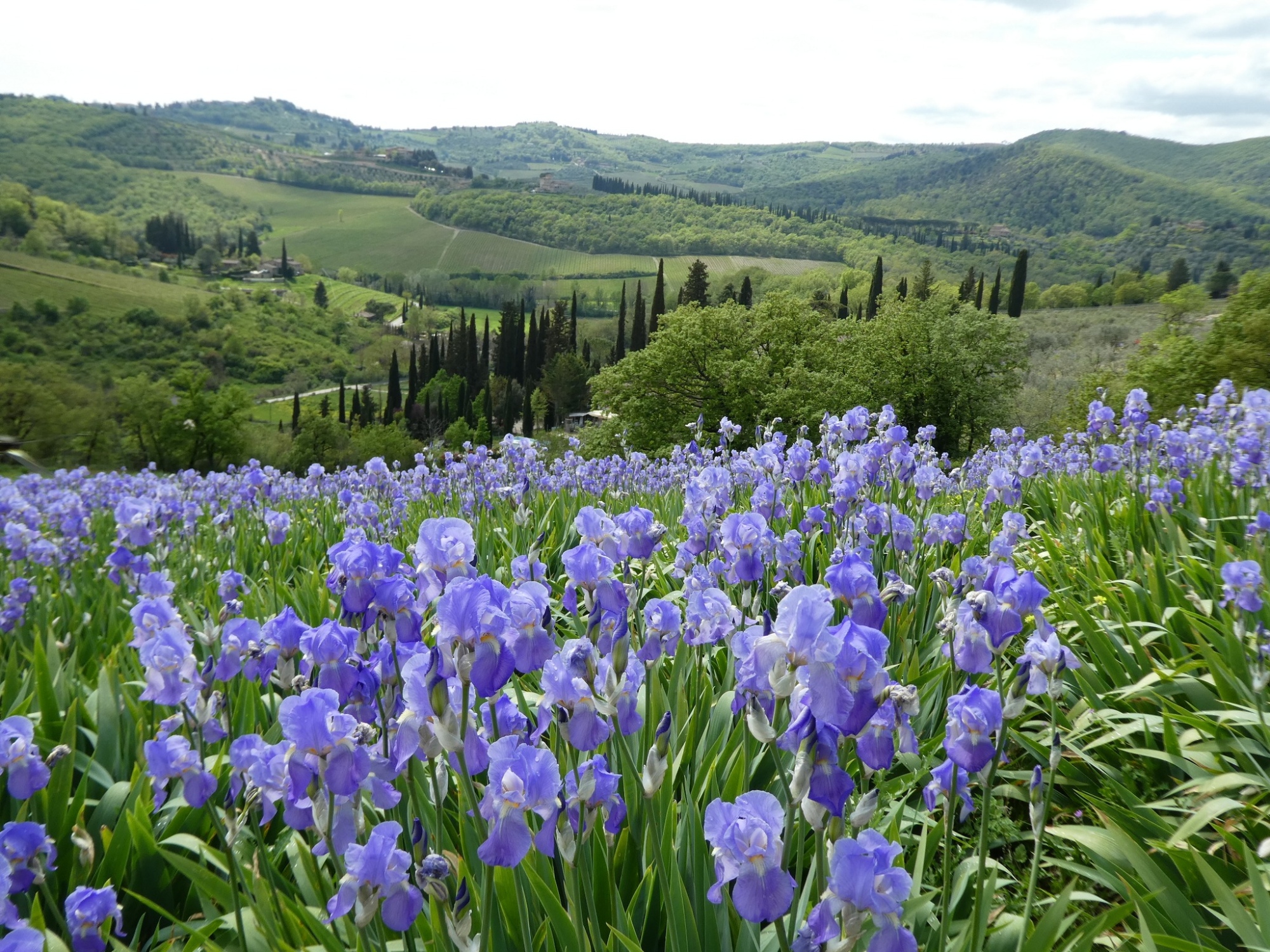 Camminata nelle belle colline di Greve in Chianti alla scoperta degli iris
