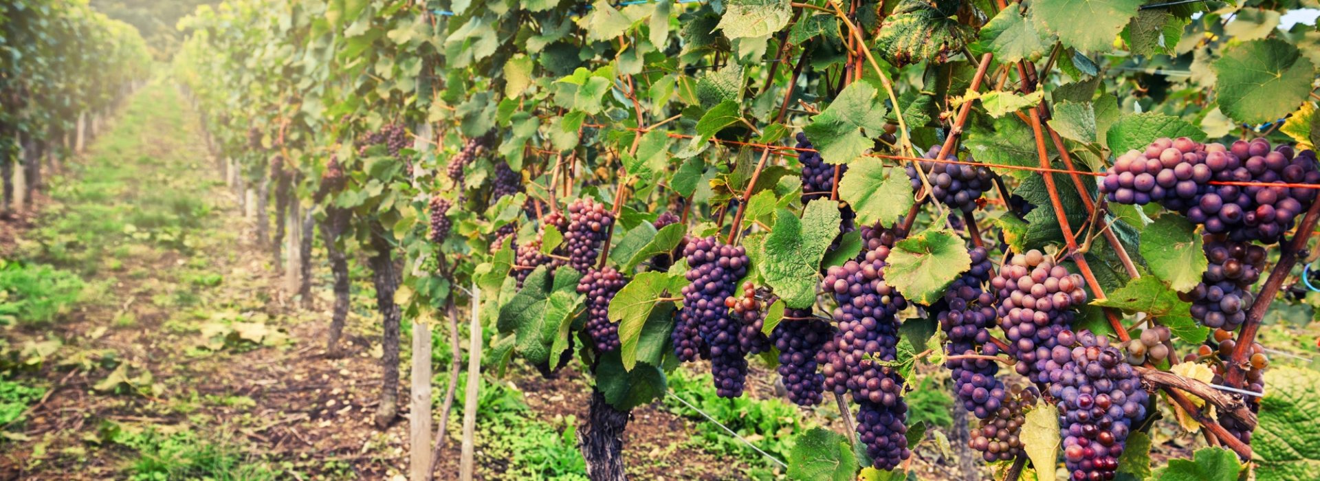 vigneto toscano con uva