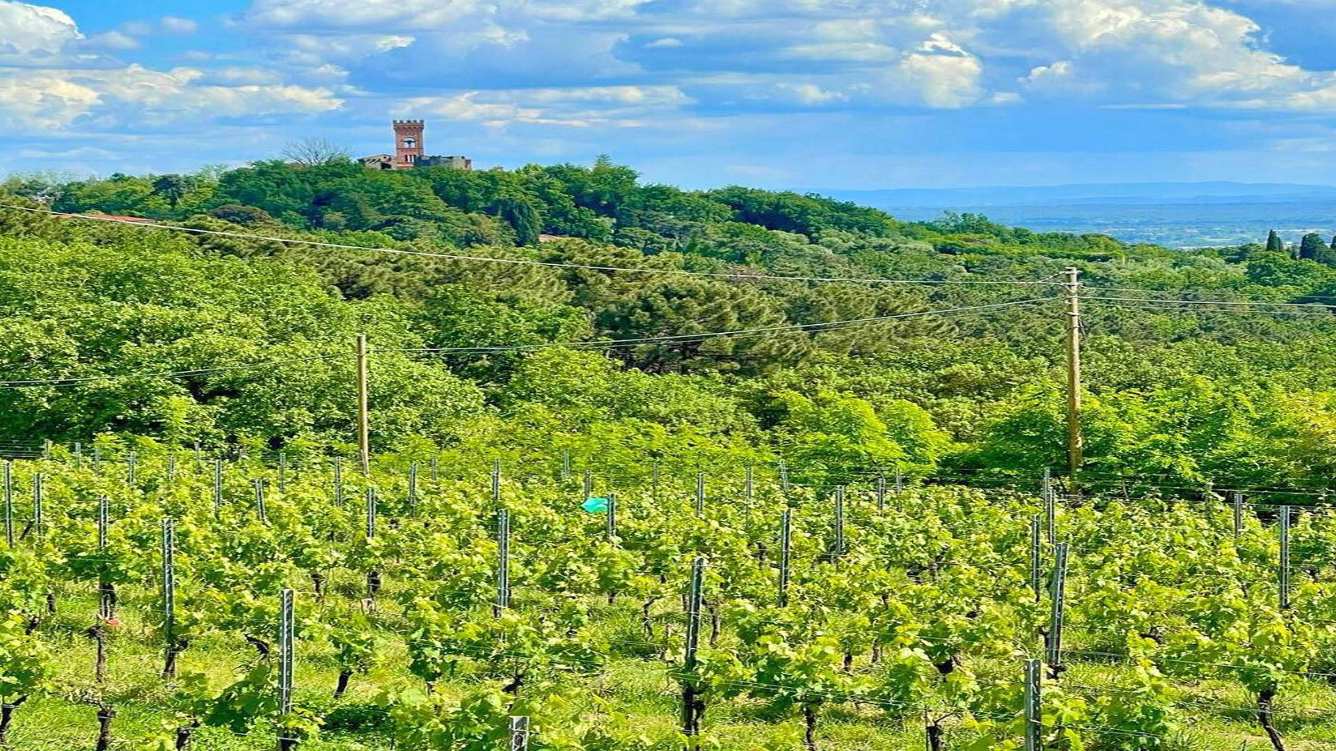 Veduta dei vigneti di Montecarlo con castello