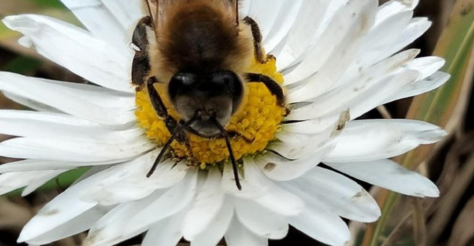 Ape su un fiore Ape su un fiore