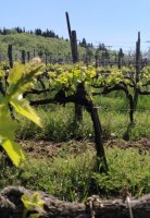 Una passeggiata con degustazione di vino alla scoperta del territorio del Chianti Classico