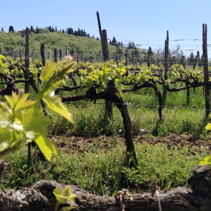 Una passeggiata con degustazione di vino alla scoperta del territorio del Chianti Classico