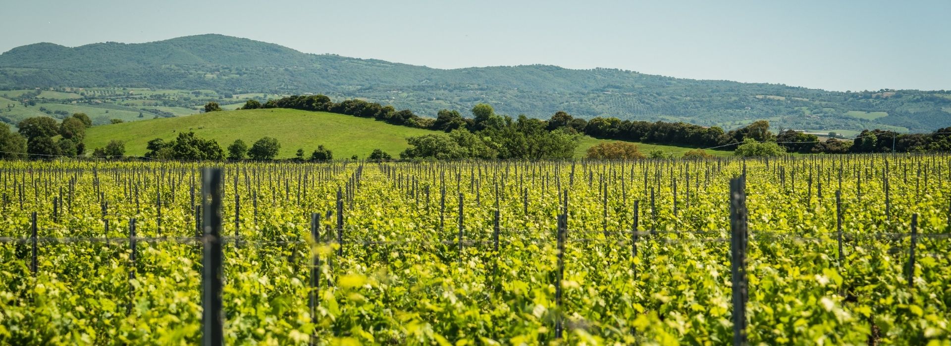 A view of the green hills near rows of vines, typical of Tuscany