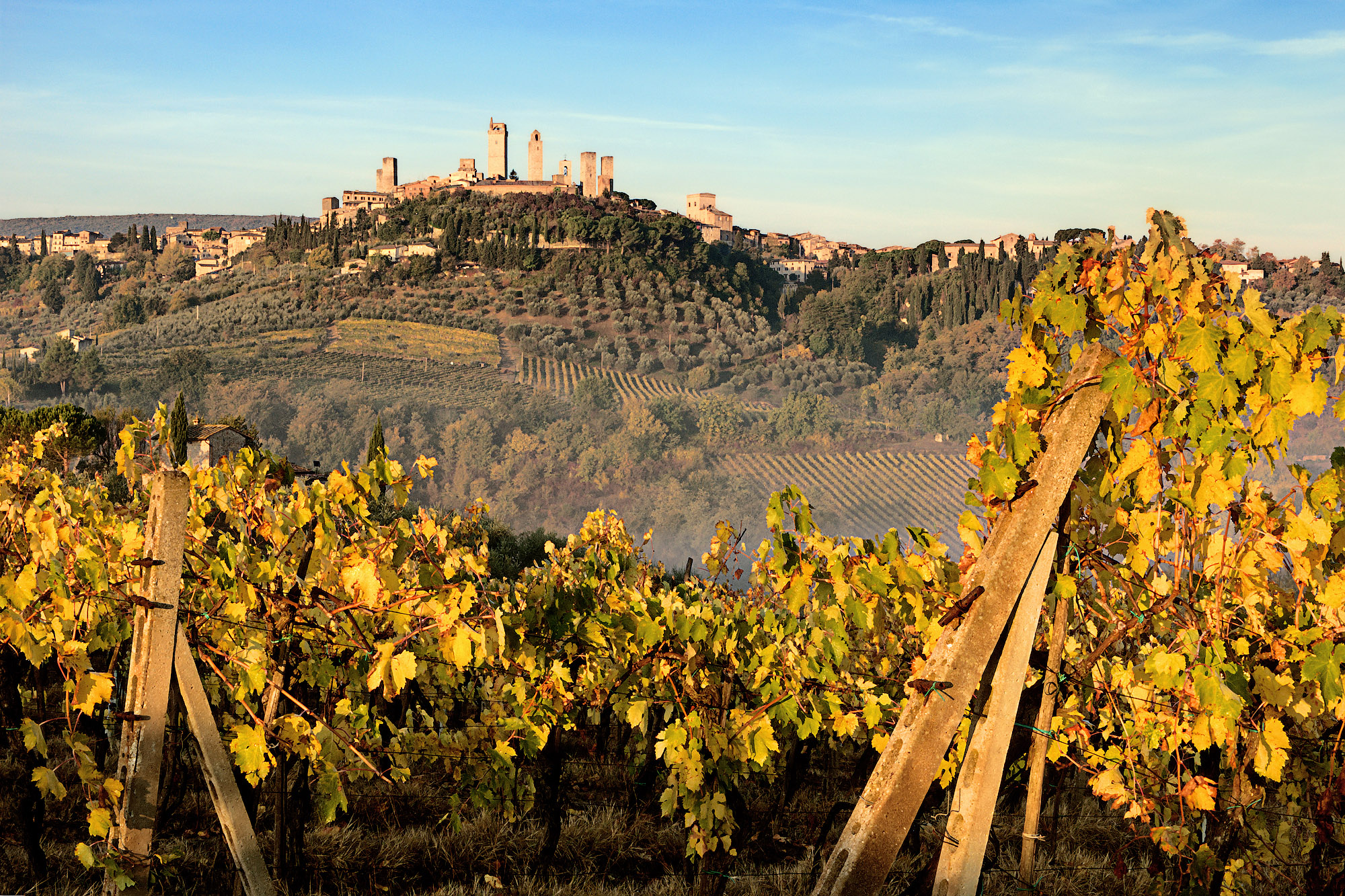 Towers of San Gimignano and vineyards