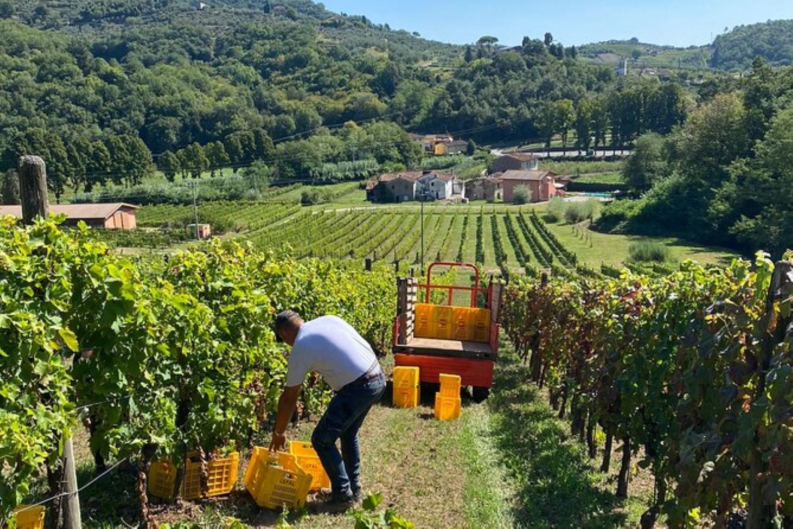 Tour del vino toscano in van sulle colline lucchesi