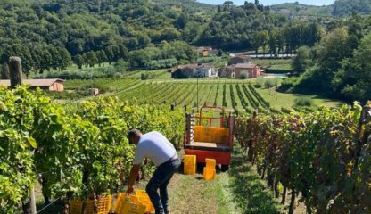 Tour del vino toscano in van sulle colline lucchesi