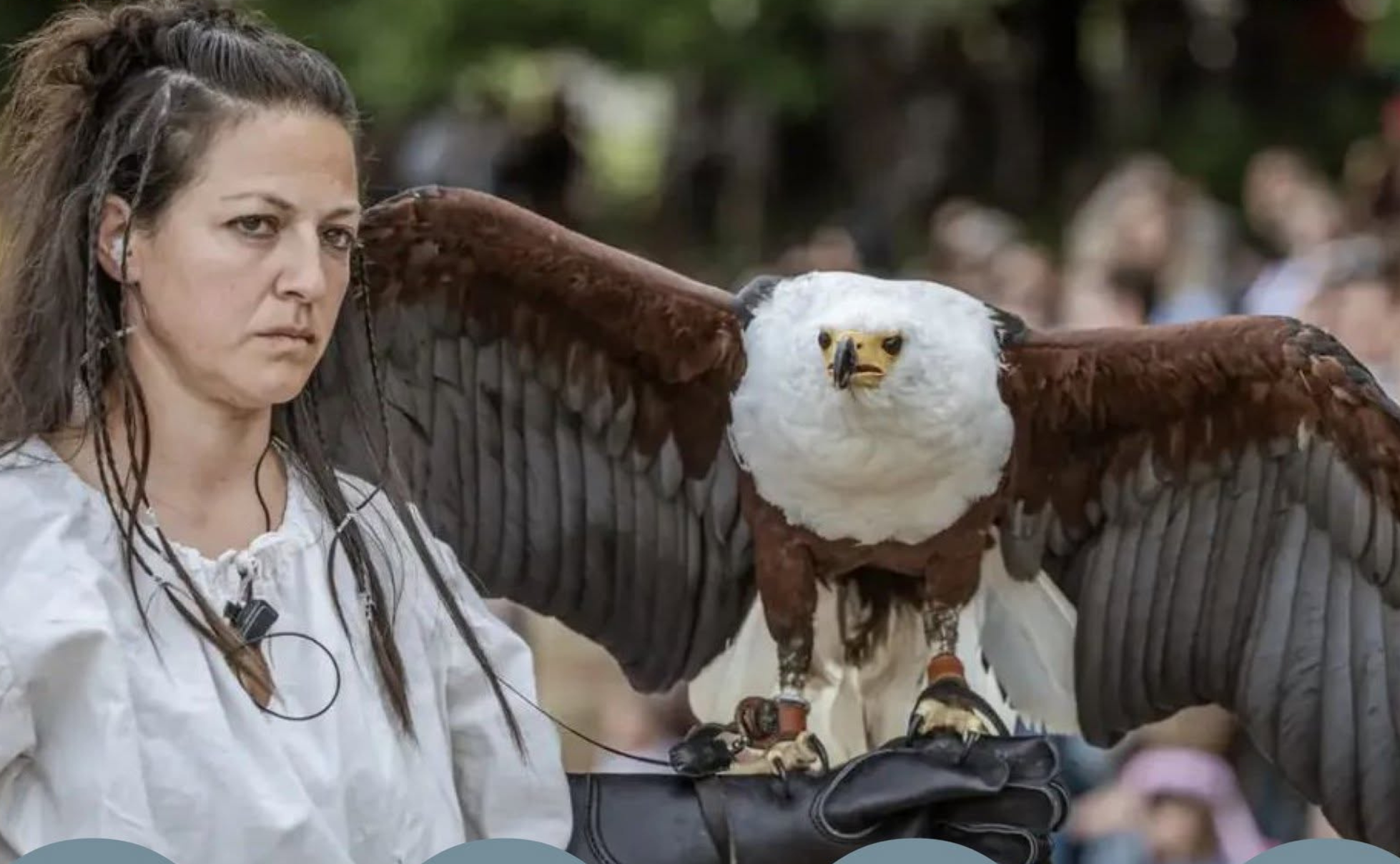 alconiera con un rapace sul braccio durante una dimostrazione di falconeria all