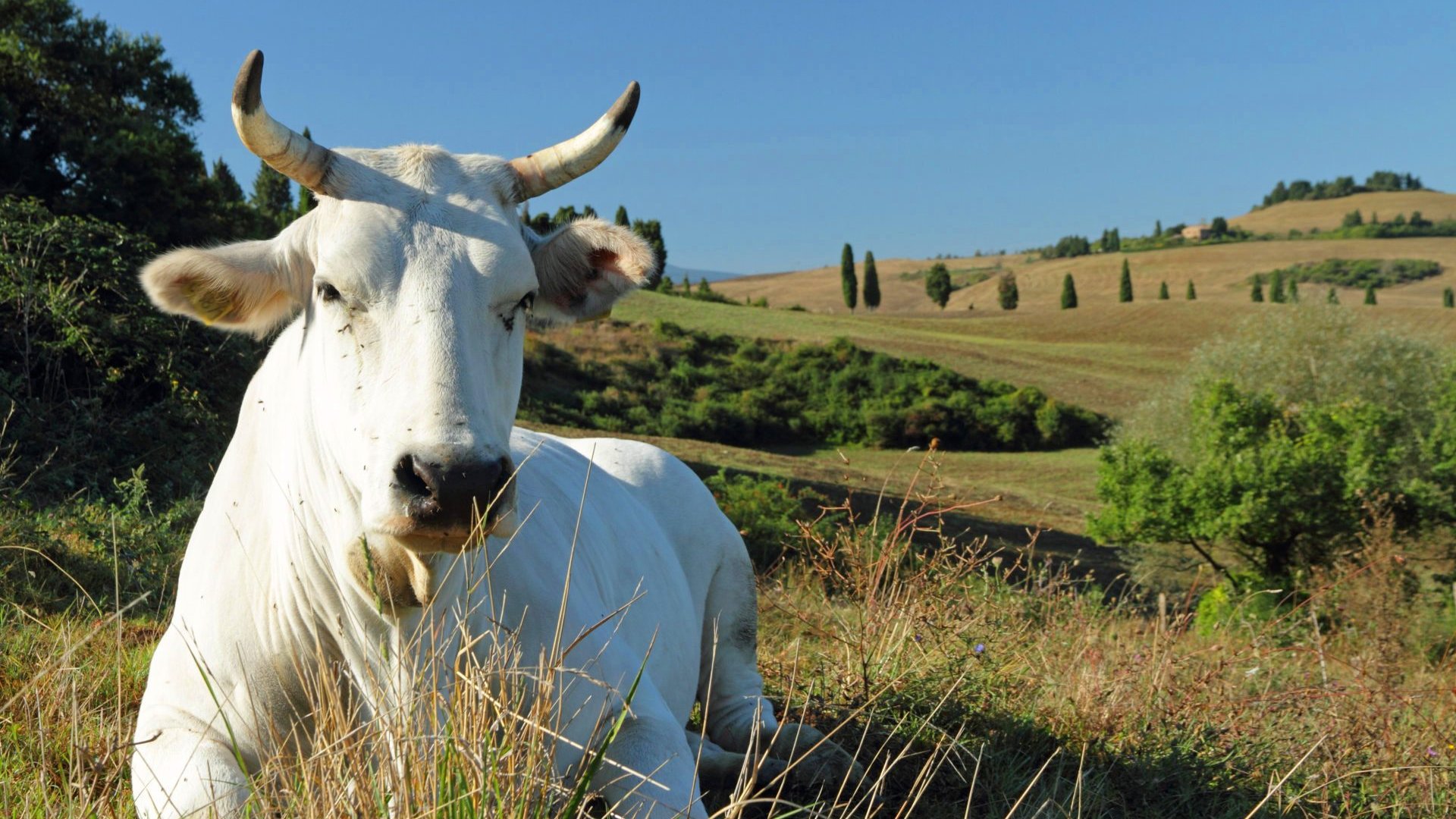 Vacca Chianina nella Valle Toscana Valdichiana