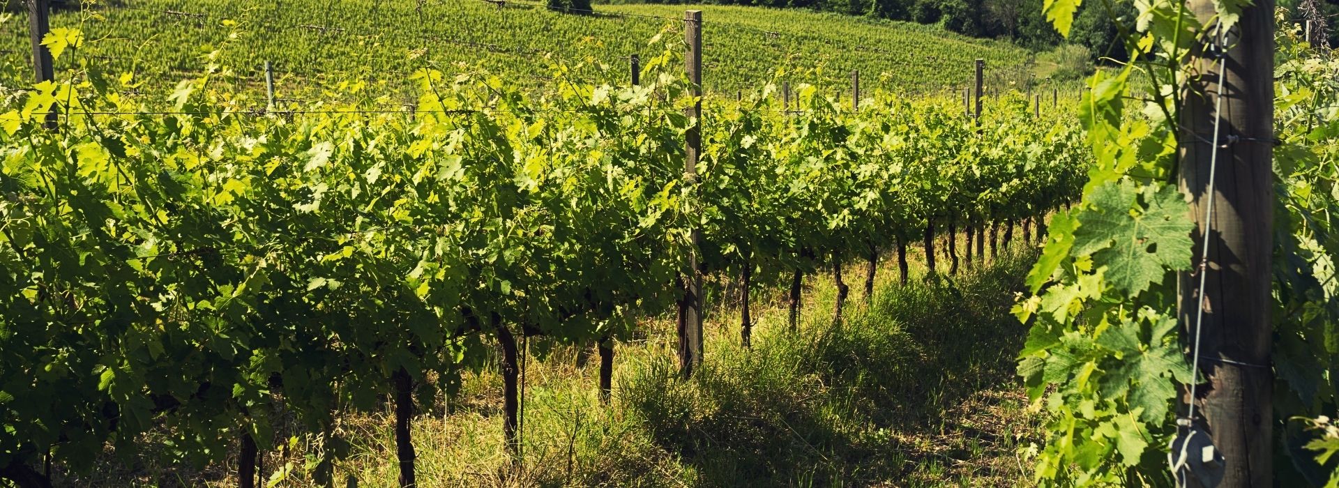 Rows of lush vines in a Monteregio vineyard in Massa Marittima, with green leaves illuminated by the sun and wooden support posts between the rows