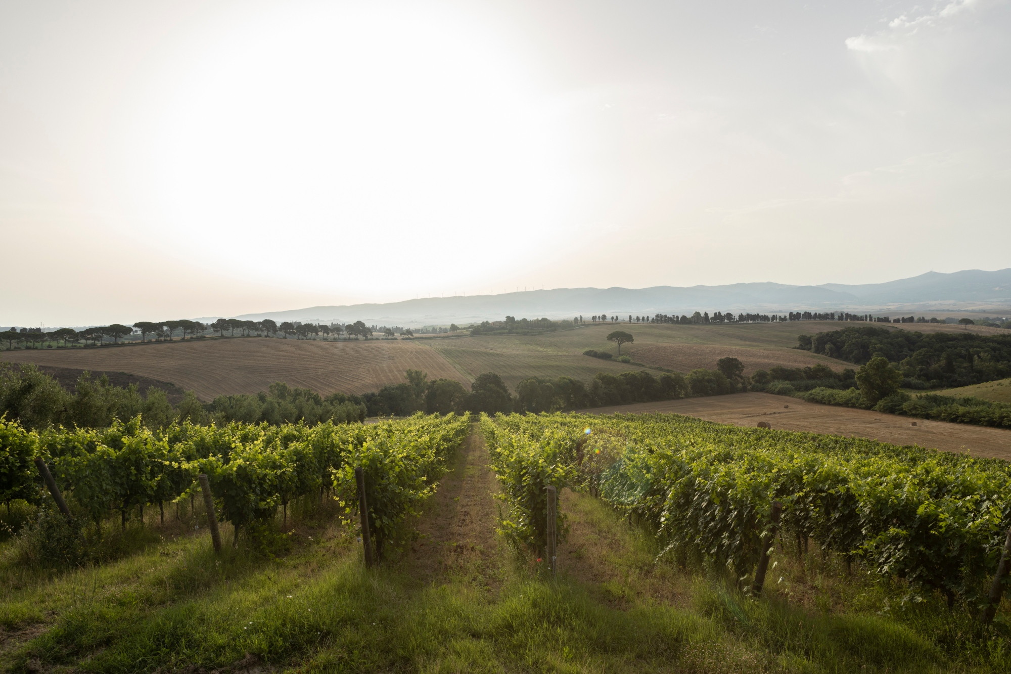 Agriturismo Cappellese a Rosignano Marittimo