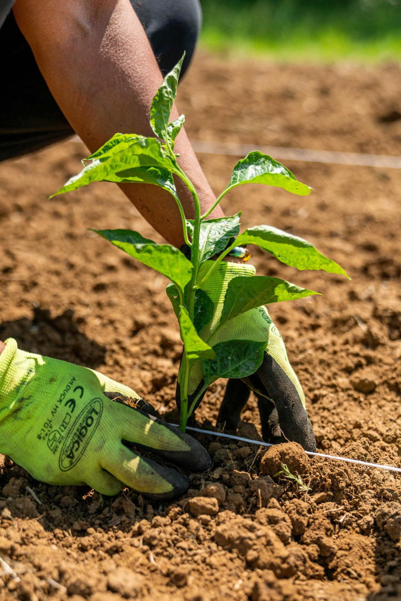 Vieni a trovarci a Bibbona per degustare i peperoncini Peperita