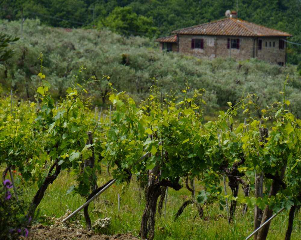 Le vigne intorno a Firenze