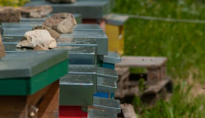 Farm experience to discover the magical world of bees
