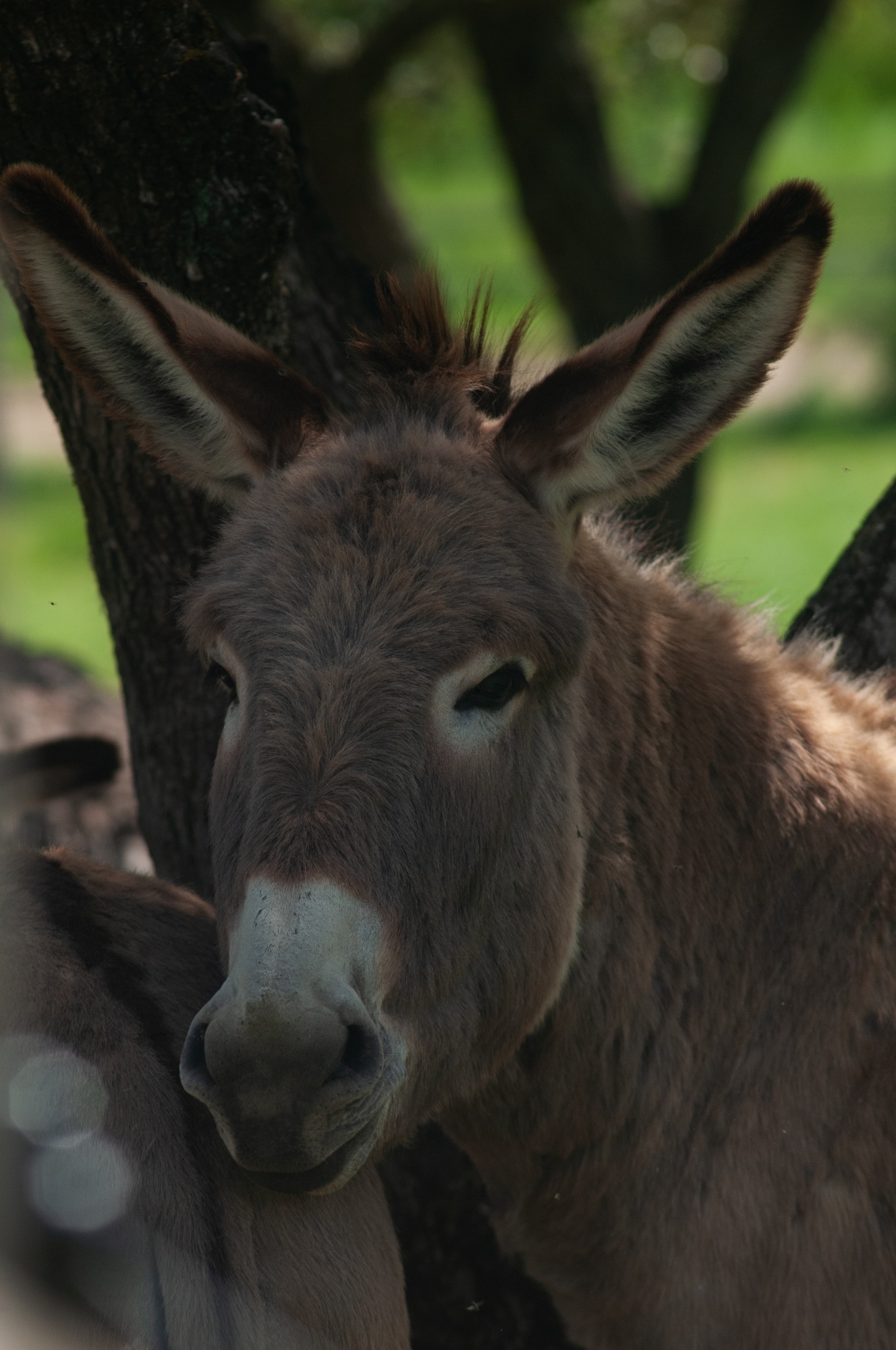 Donkey Experience in Tuscany: animal care and nature at Fattoria di Maiano