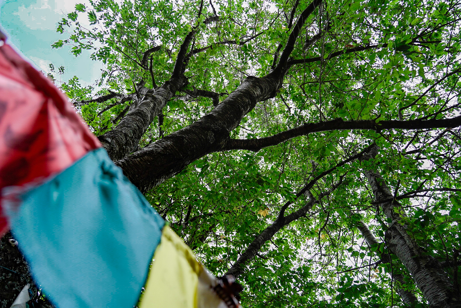 Albero con gli occhi