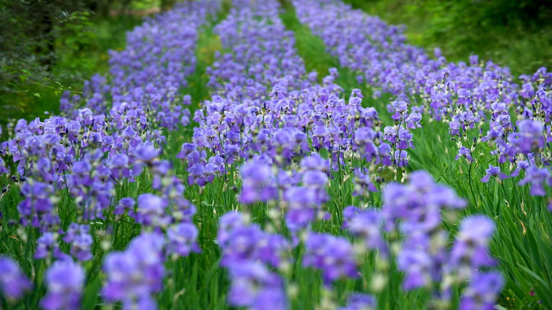 Irises in bloom