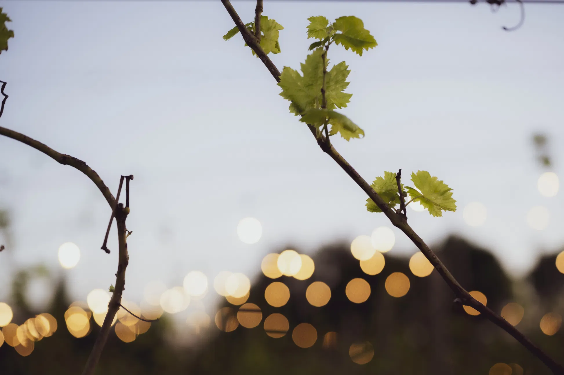 Dinner among the vines