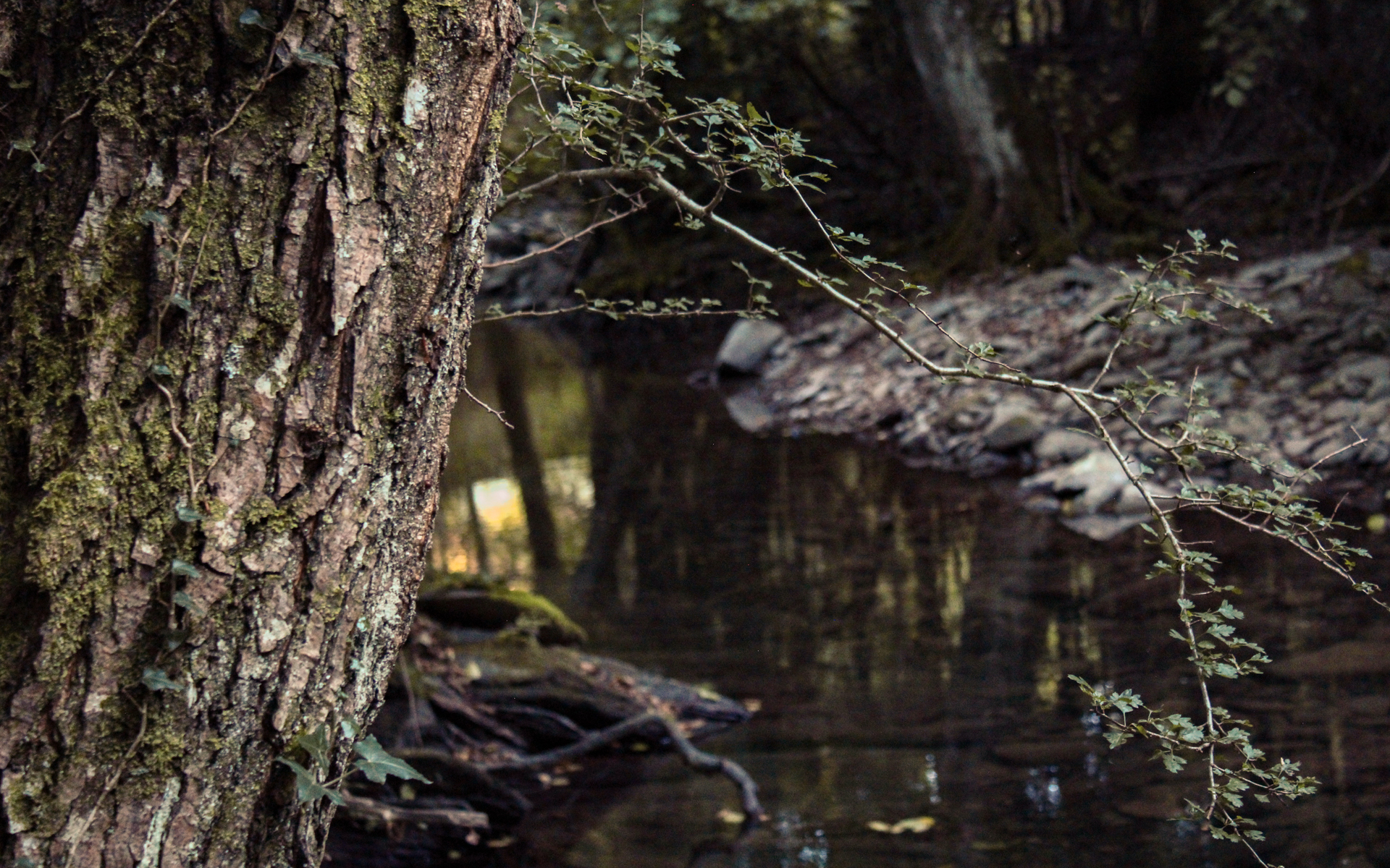 Bosco lungo il torrente nella Riserva Naturale Acquerino Cantagallo
