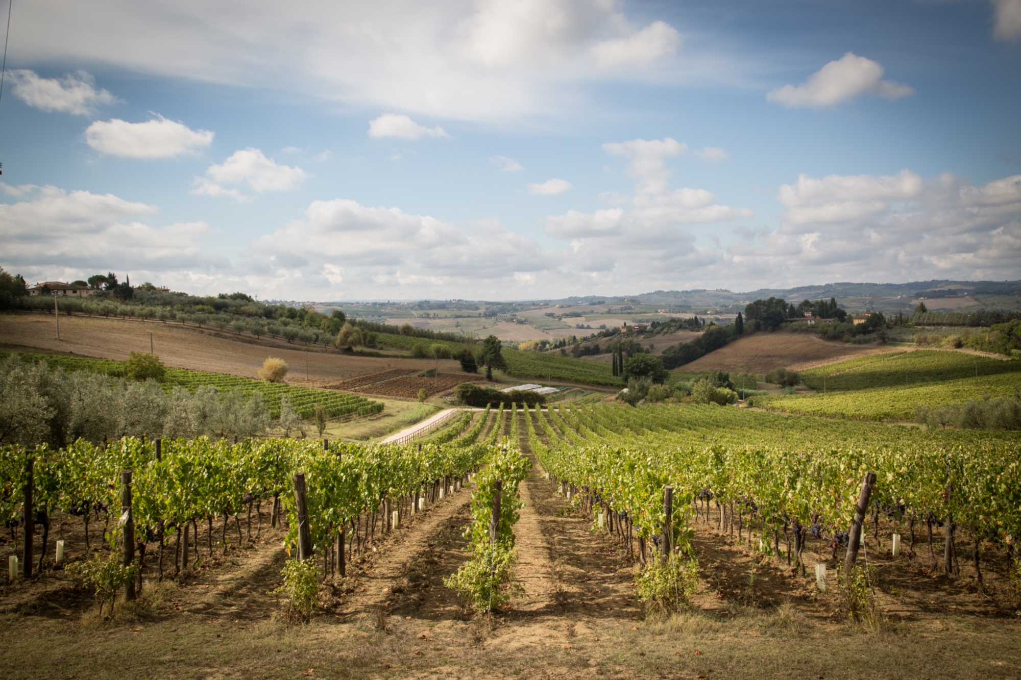 Tour, tasting and light lunch at fattoria San Michele a Torri