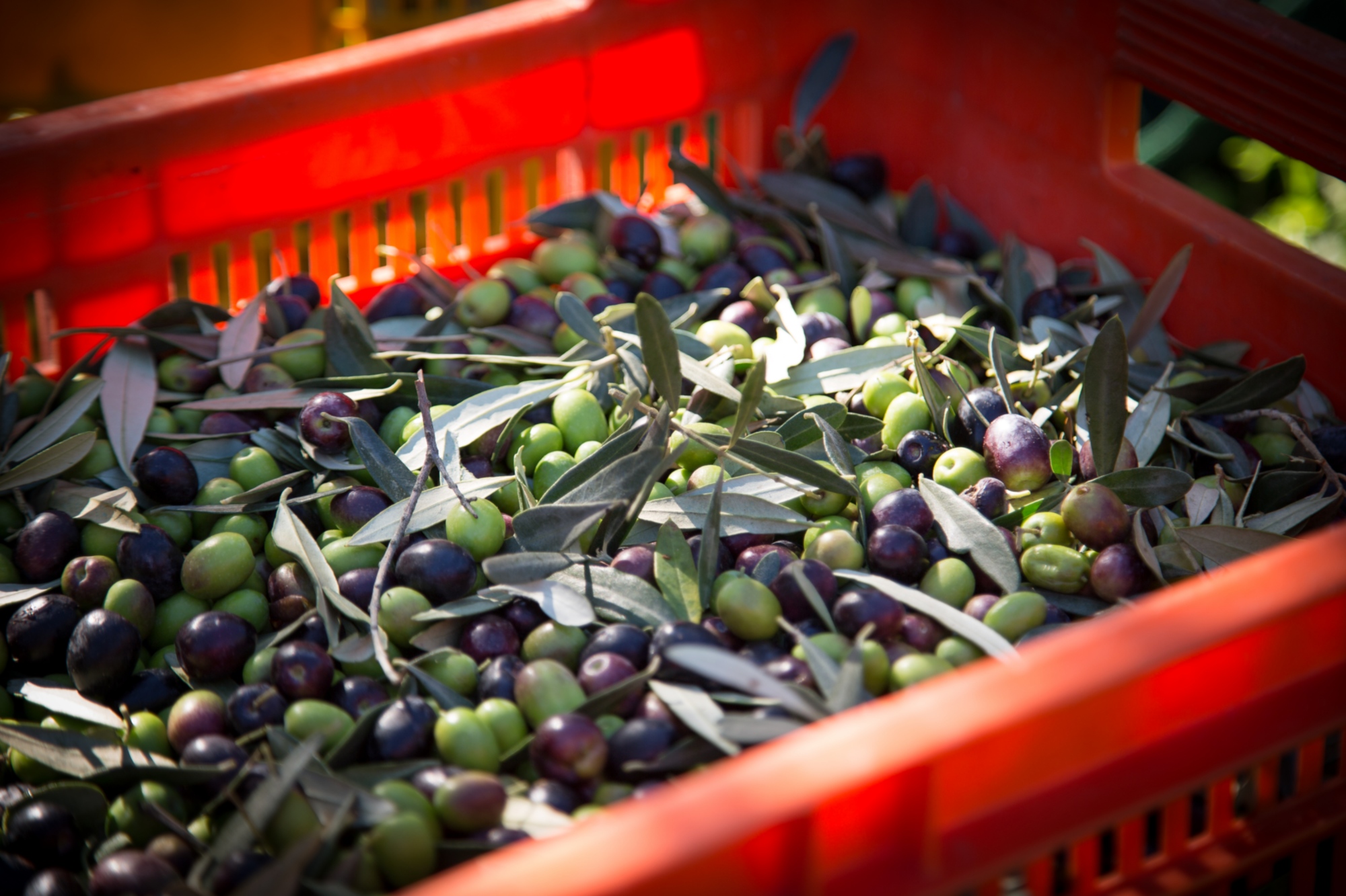 Extra virgin olive oil tasting in San Michele a Torri