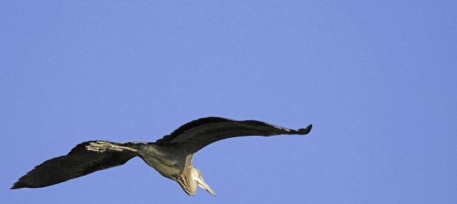 Heron in flight